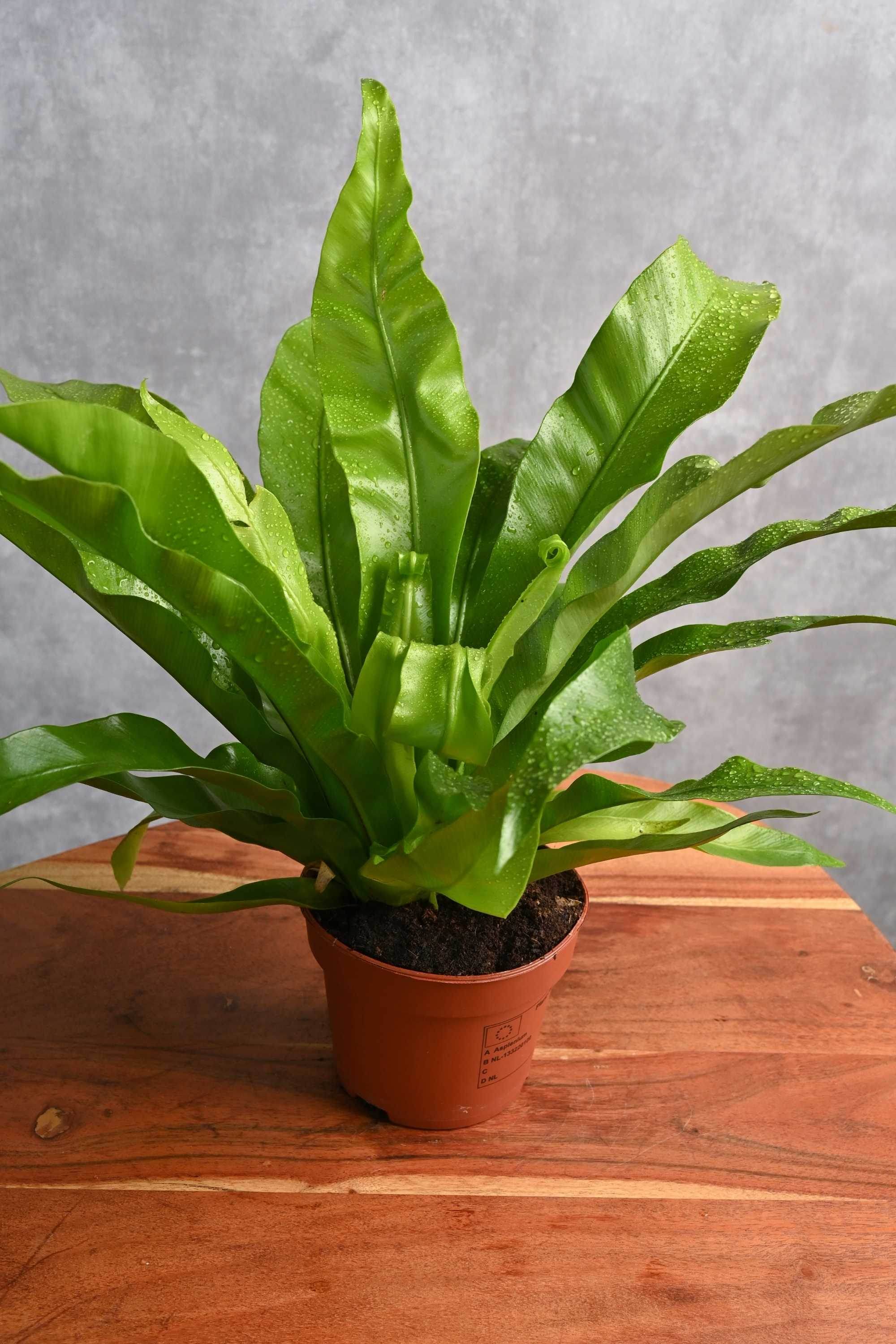 Indoor Plant Asplenium Nidus Asplenium Nidus