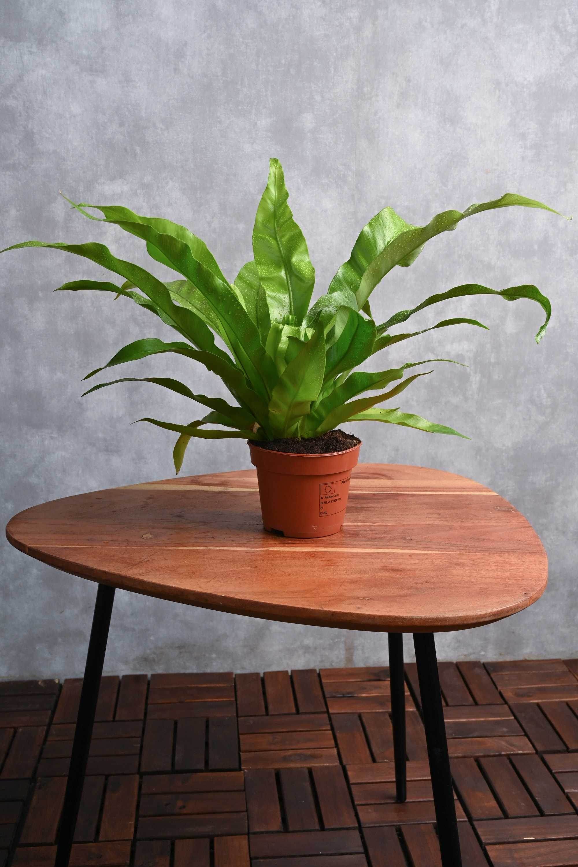 Indoor Plant Asplenium Nidus Asplenium Nidus