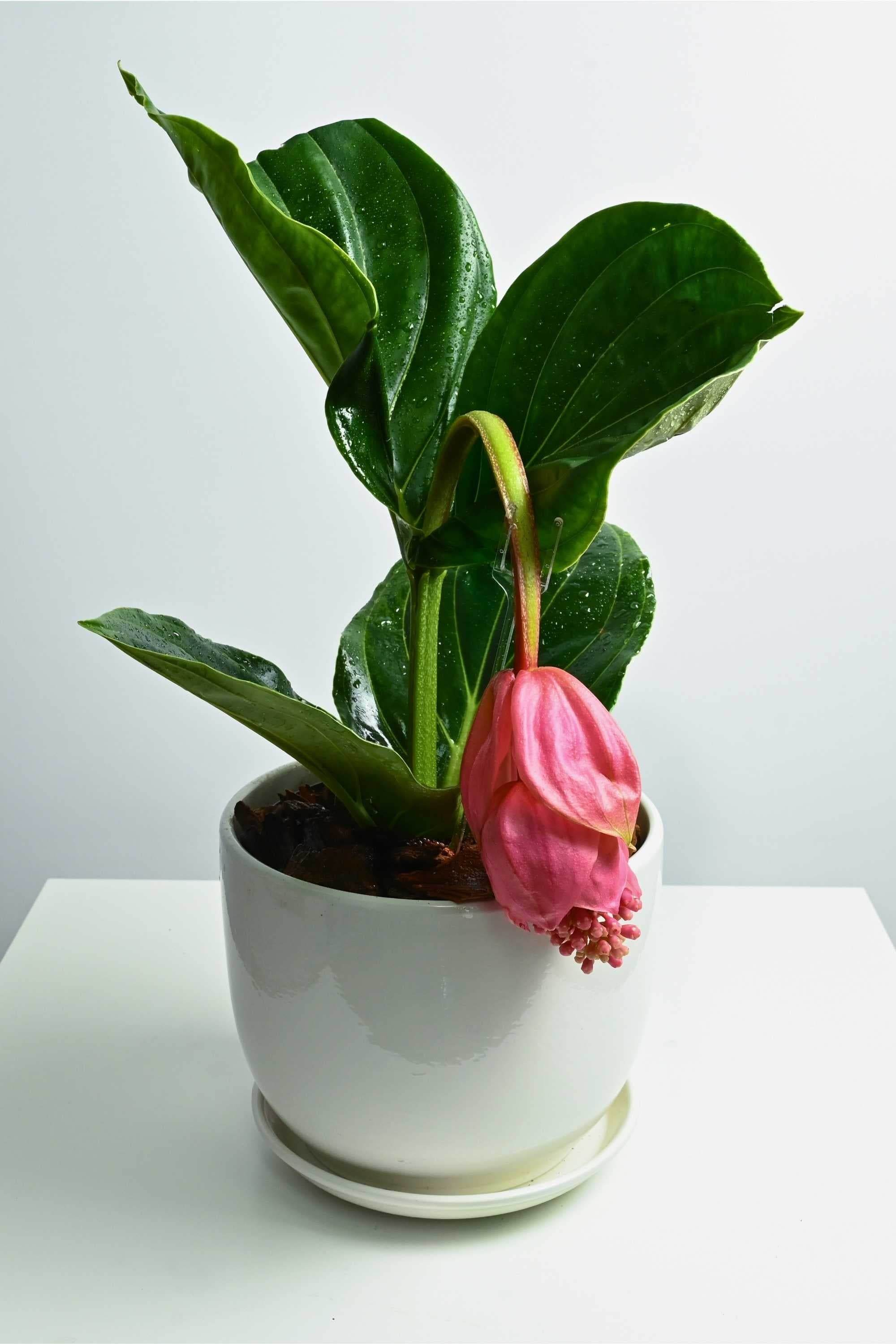 Indoor Plant Ceramic Medium / 40-50 cms Medinilla Magnifica Medinilla Magnifica
