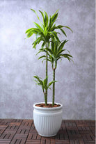 Indoor Plant Ceramic Planter / 140-150 cms Dracaena Fragrans Ulysses Dracaena Fragrans Ulysses