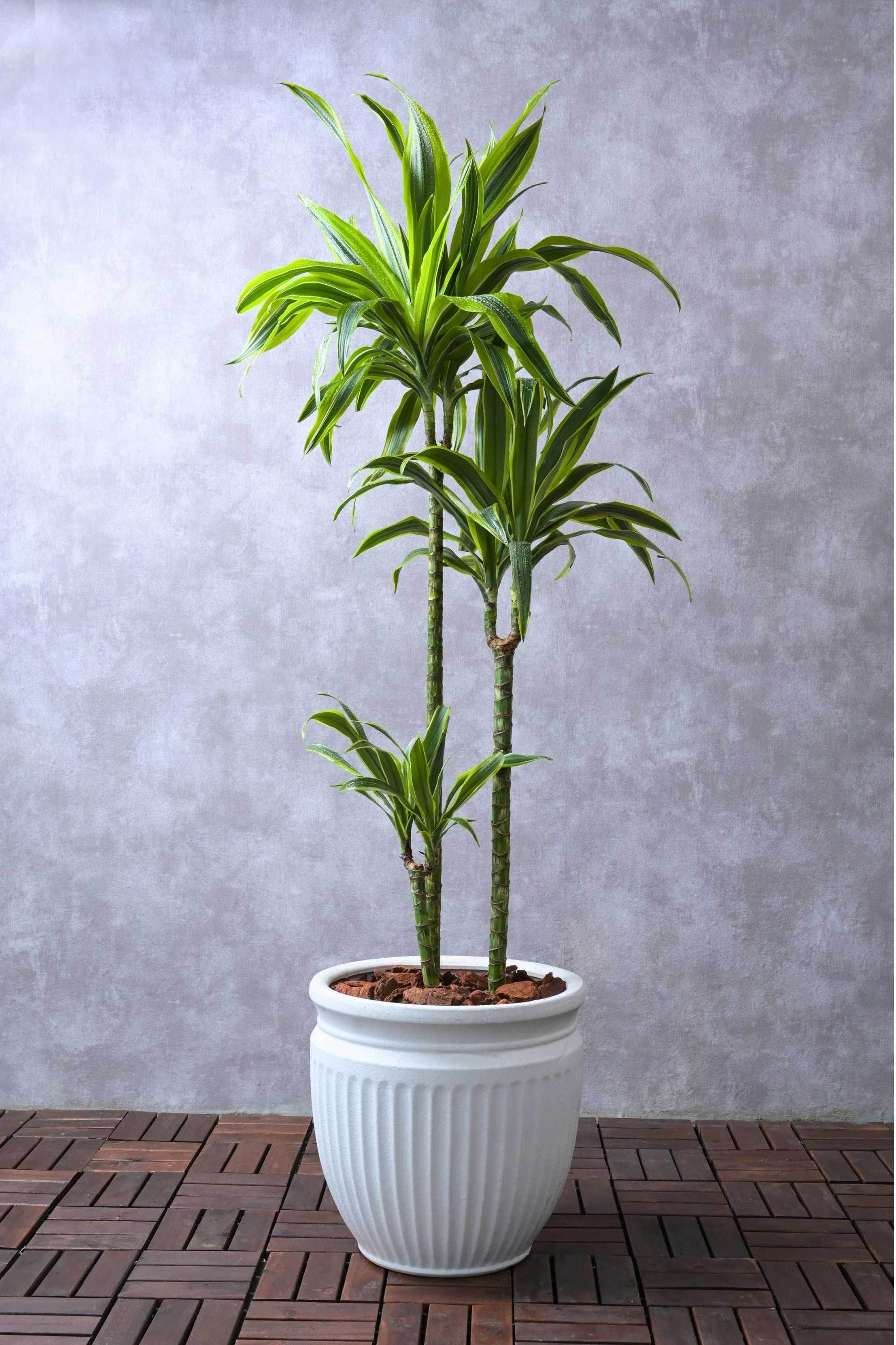 Indoor Plant Ceramic Planter / 140-150 cms Dracaena Fragrans Ulysses Dracaena Fragrans Ulysses