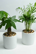 Indoor Plant Chamaedorea elegans & Pachira aquatica Chamaedorea elegans & Pachira aquatica