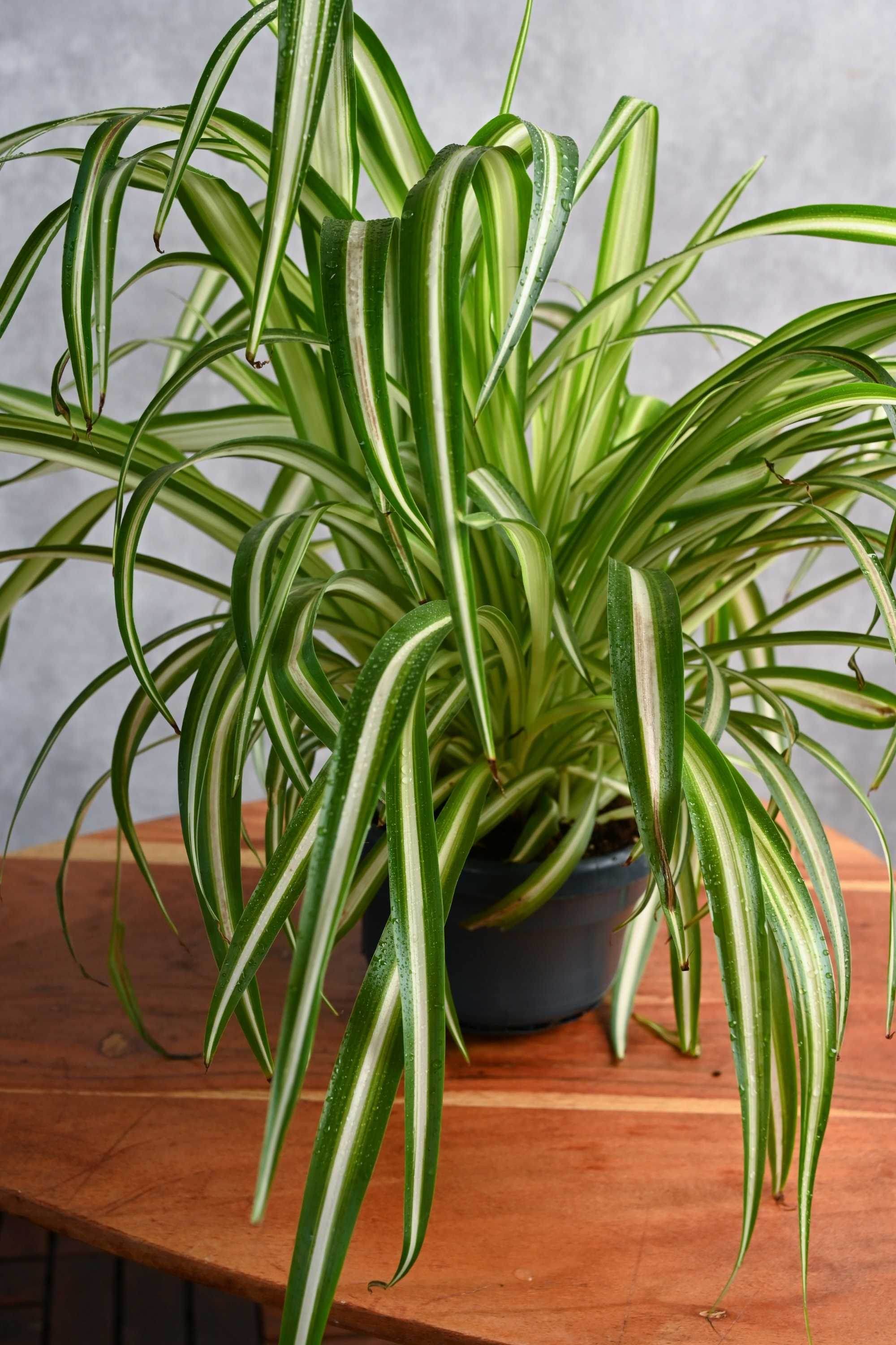 Indoor Plant Chlorophytum comosum Chlorophytum comosum