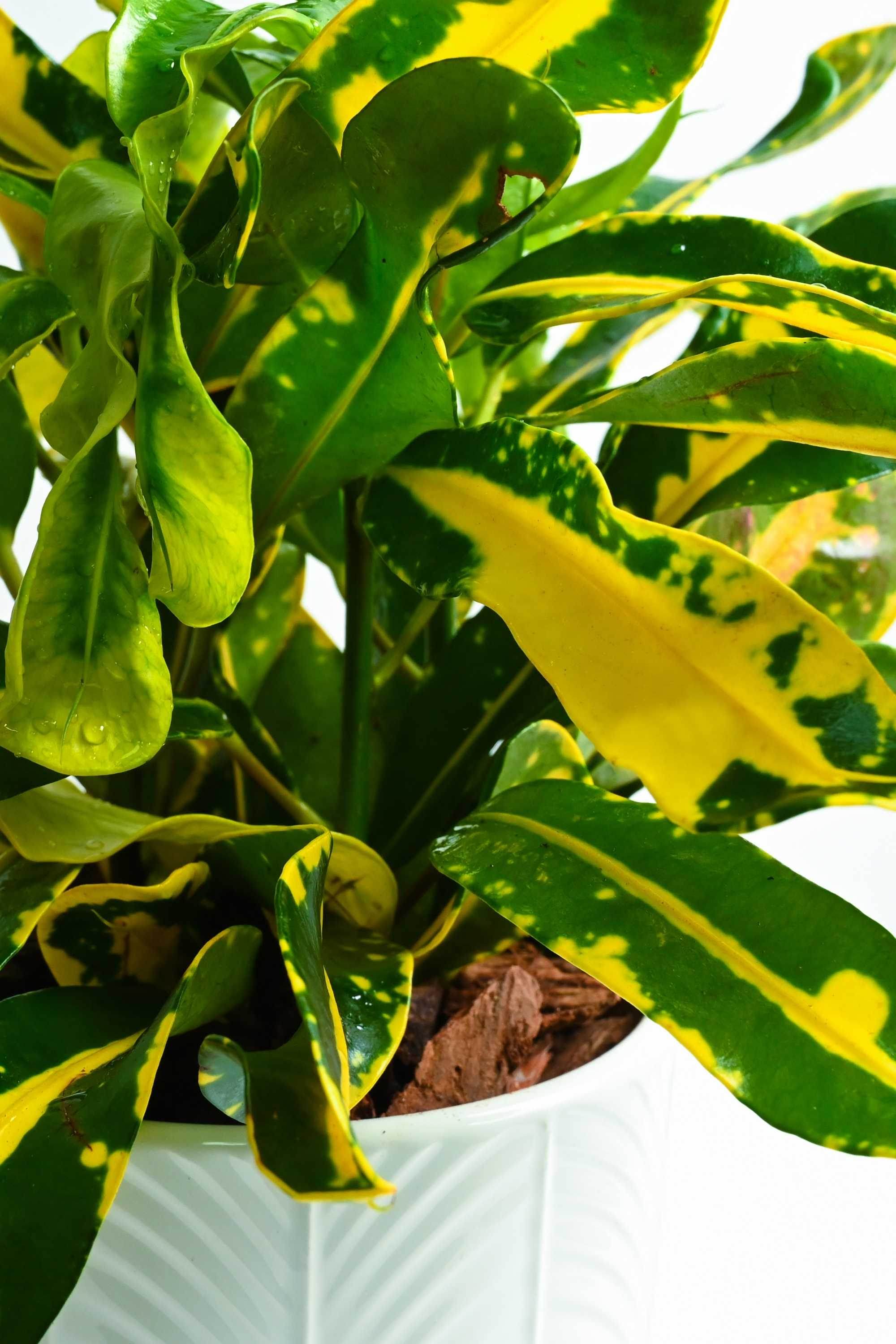 Indoor Plant Codiaeum Variegatum 'Banana' Codiaeum Variegatum 'Banana'