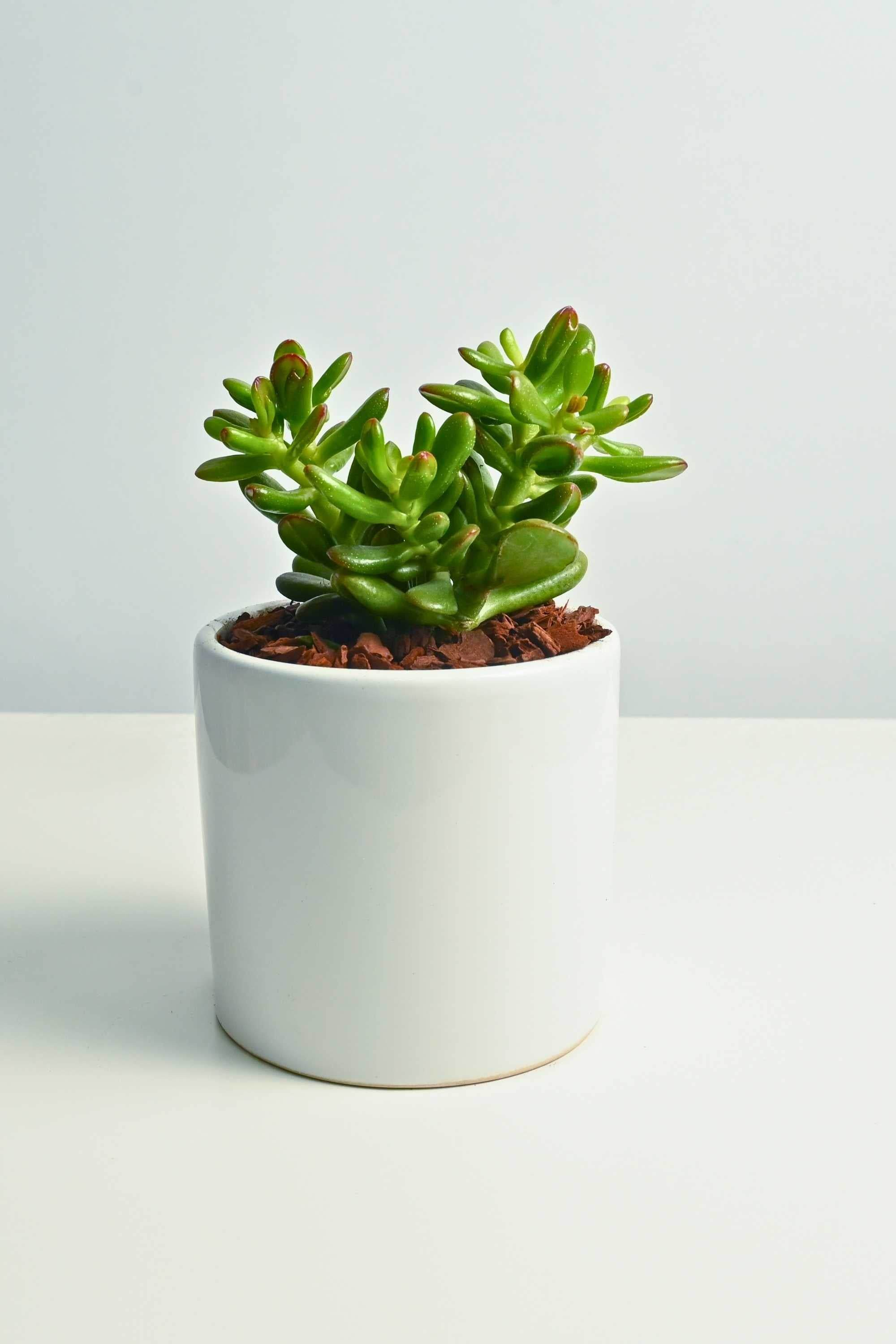 Indoor Plant Crassula Ovata Crassula Ovata