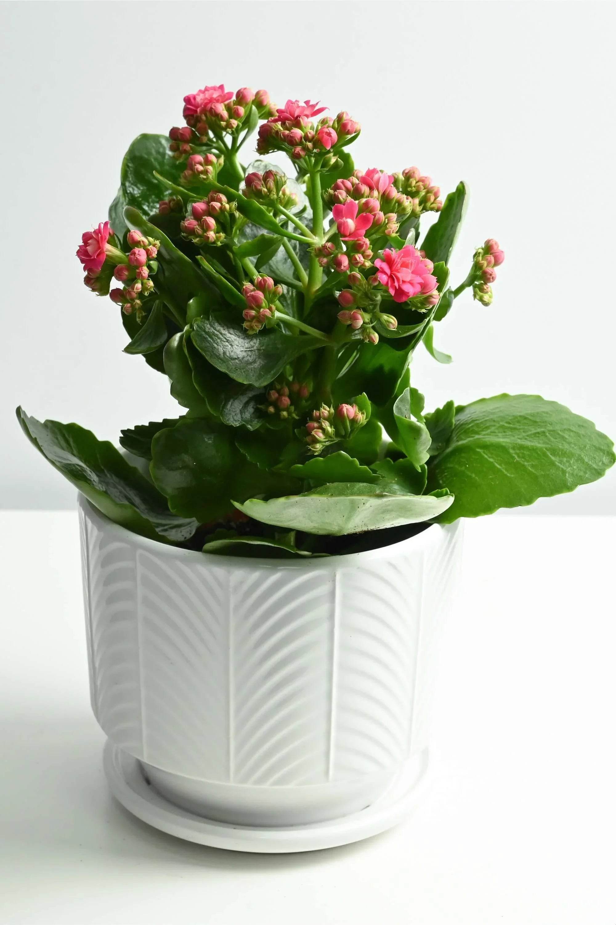 Indoor Plant Dark Pink / White Ceramic Kalanchoe spp. Kalanchoe spp.
