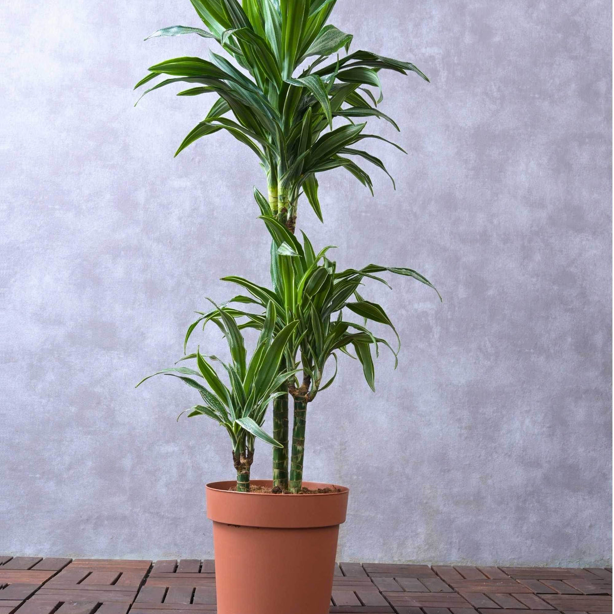Dracaena Warneckii – Adplants