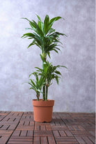Indoor Plant Default Plastic / 100-120 cms Dracaena Warneckii Dracaena Warneckii
