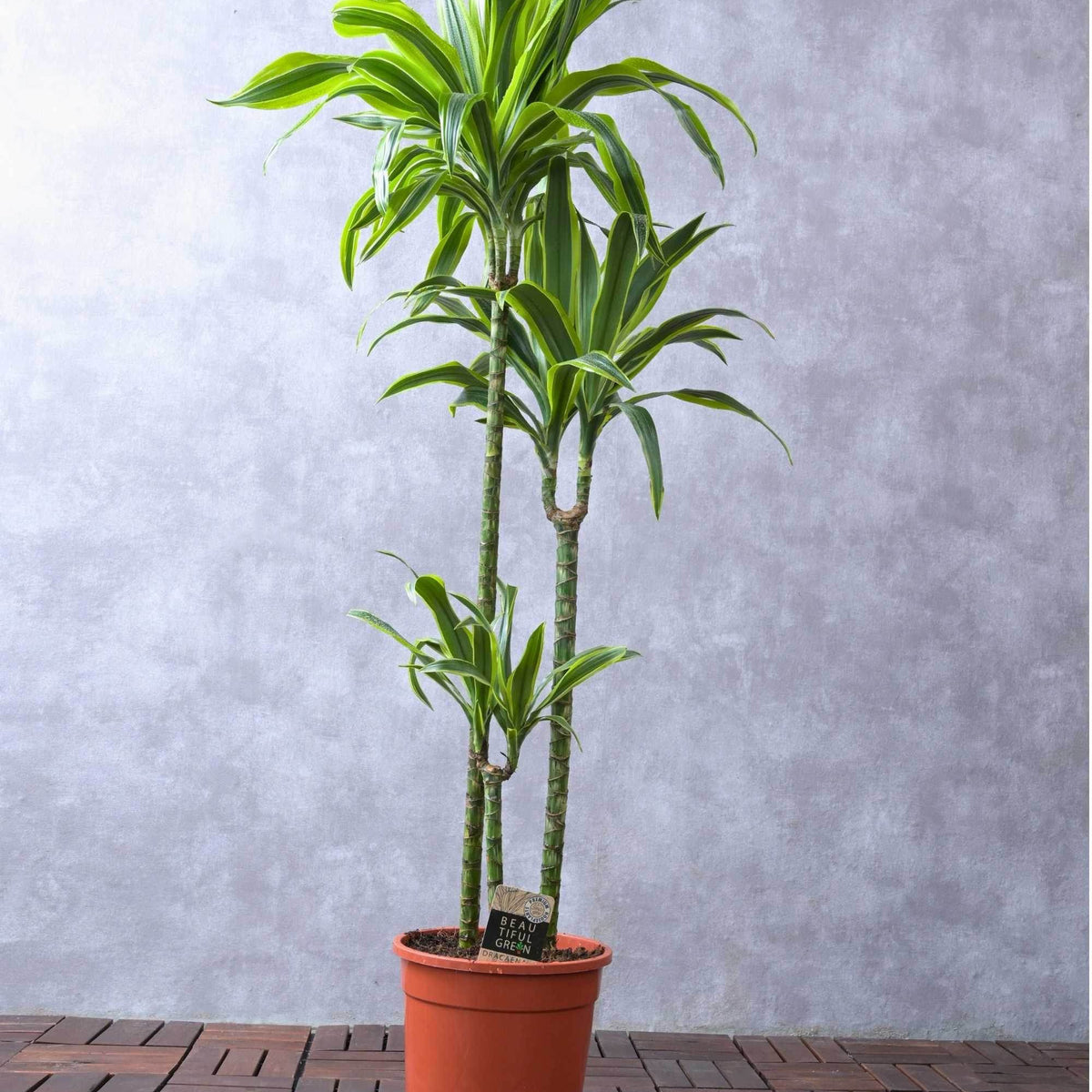 Dracaena Fragrans Ulysses  Adplants