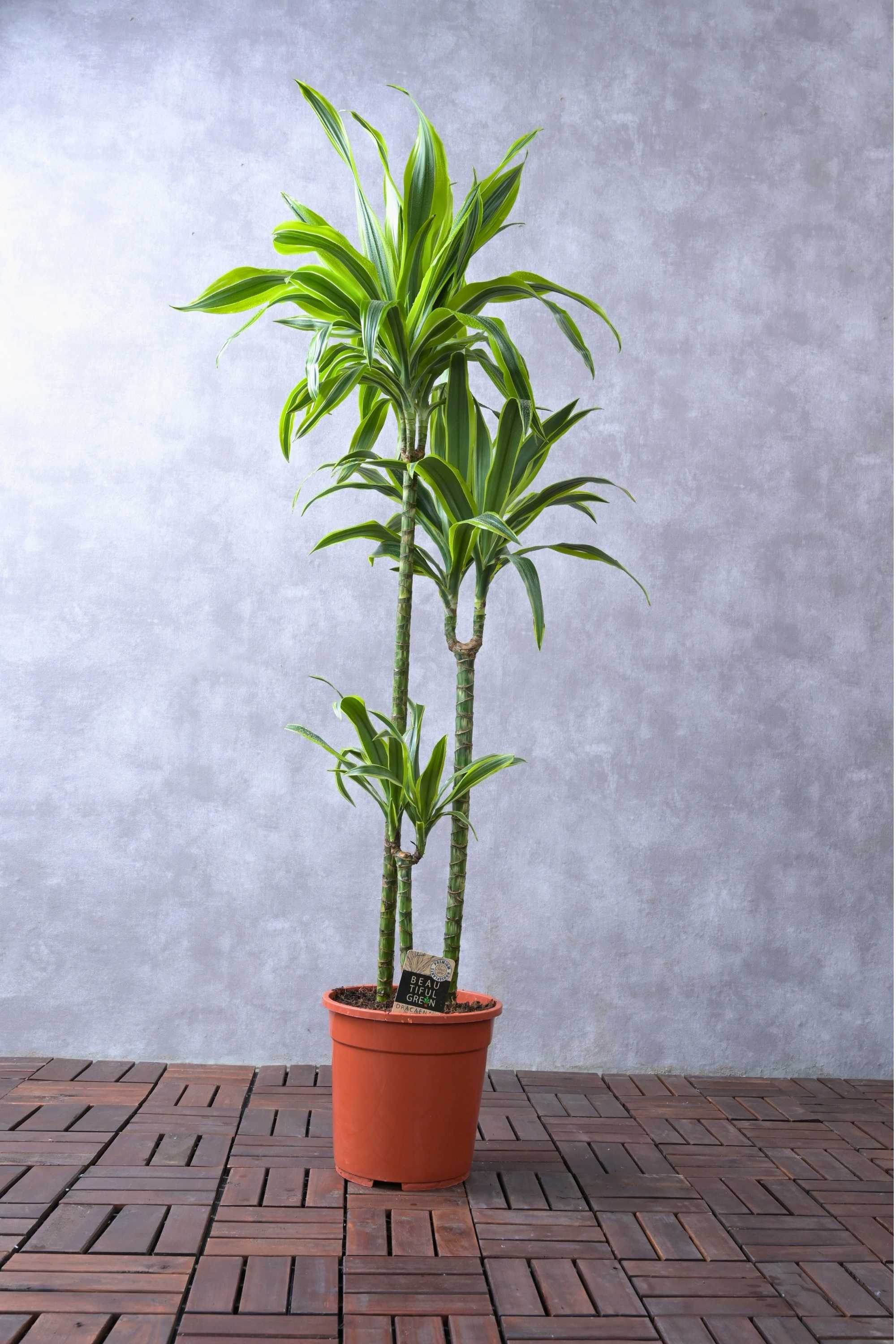 Indoor Plant Default Plastic / 140-150 cms Dracaena Fragrans Ulysses Dracaena Fragrans Ulysses