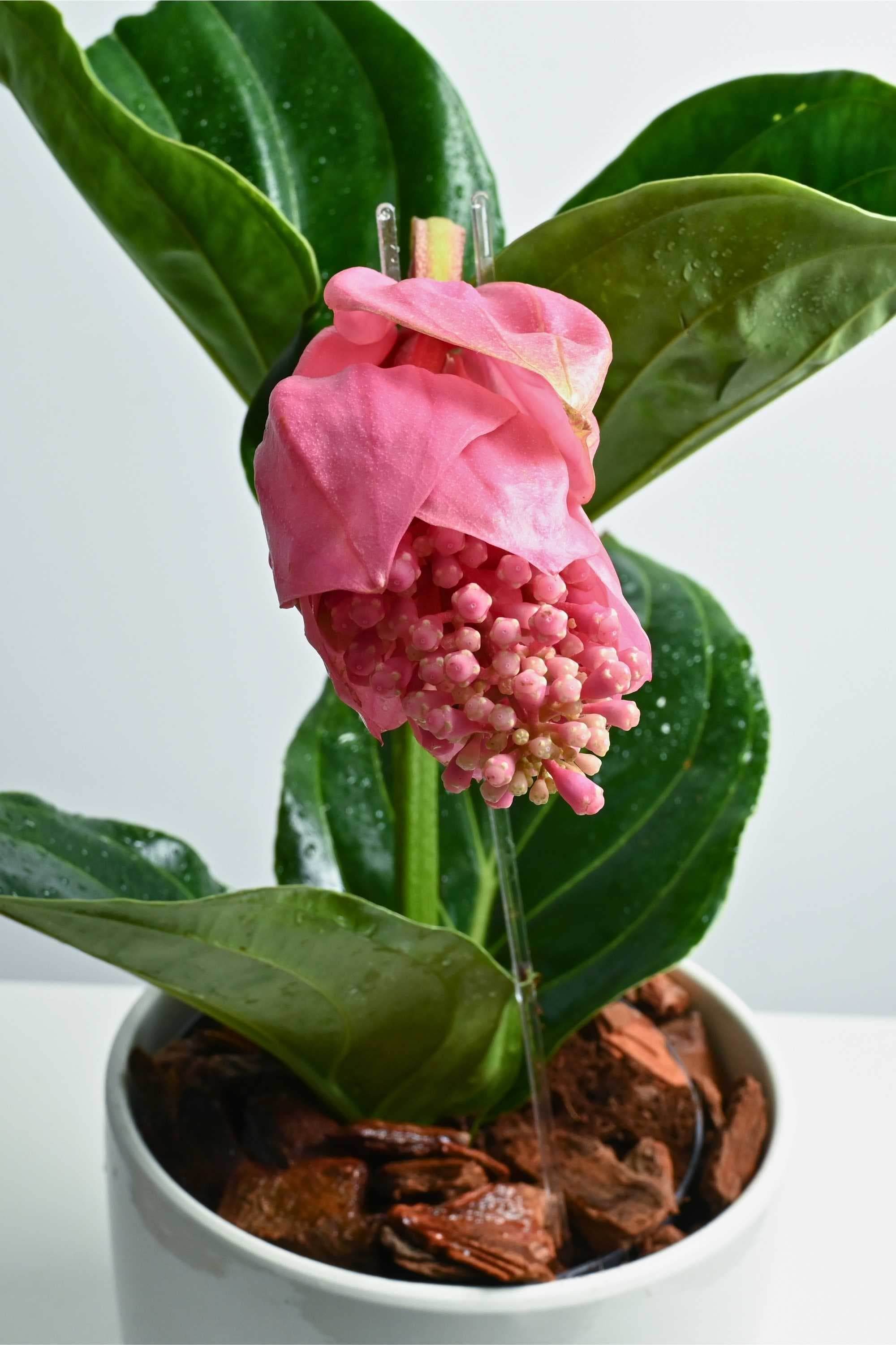 Indoor Plant Default Plastic / 40-50 cms Medinilla Magnifica Medinilla Magnifica