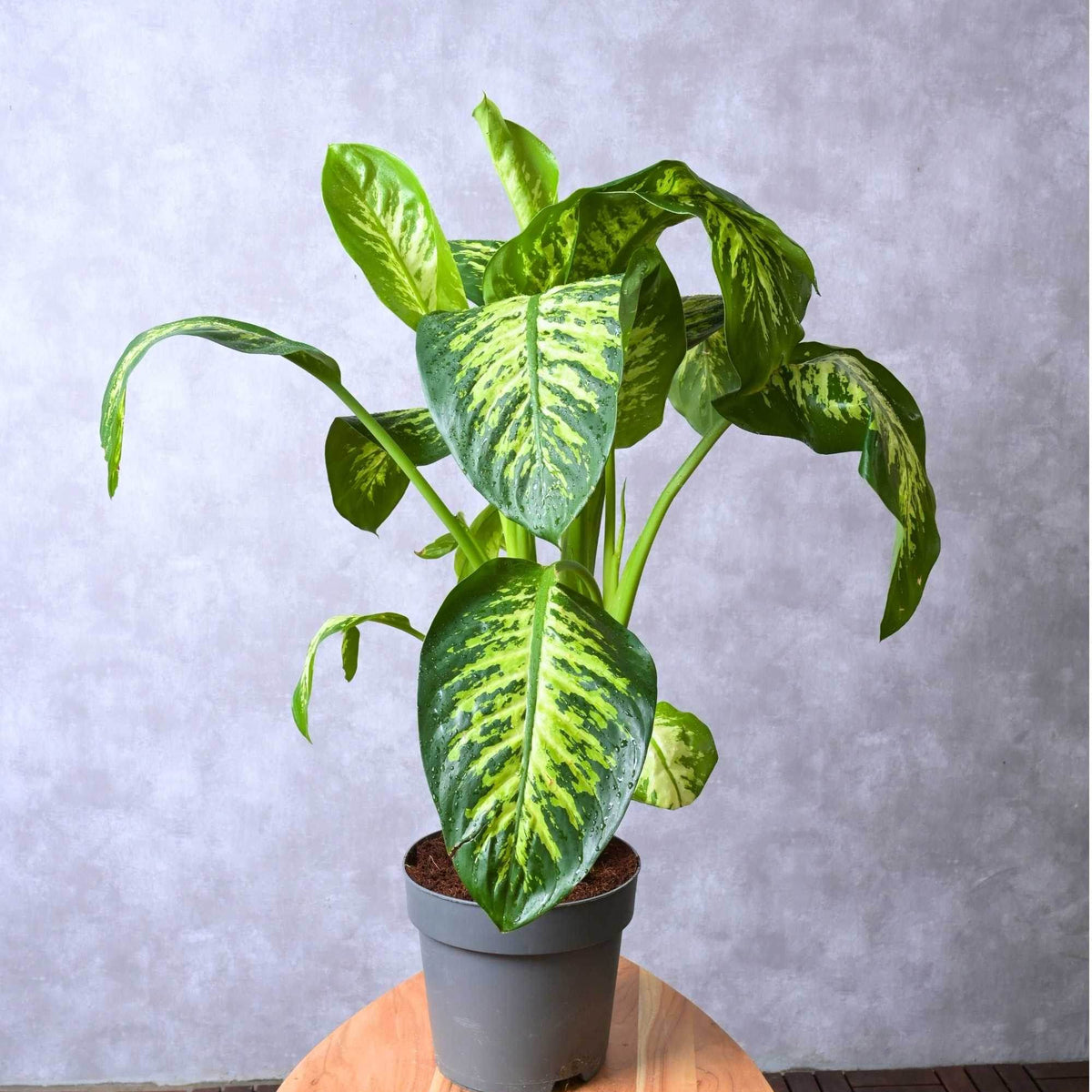 Dieffenbachia 'Compacta' – Adplants
