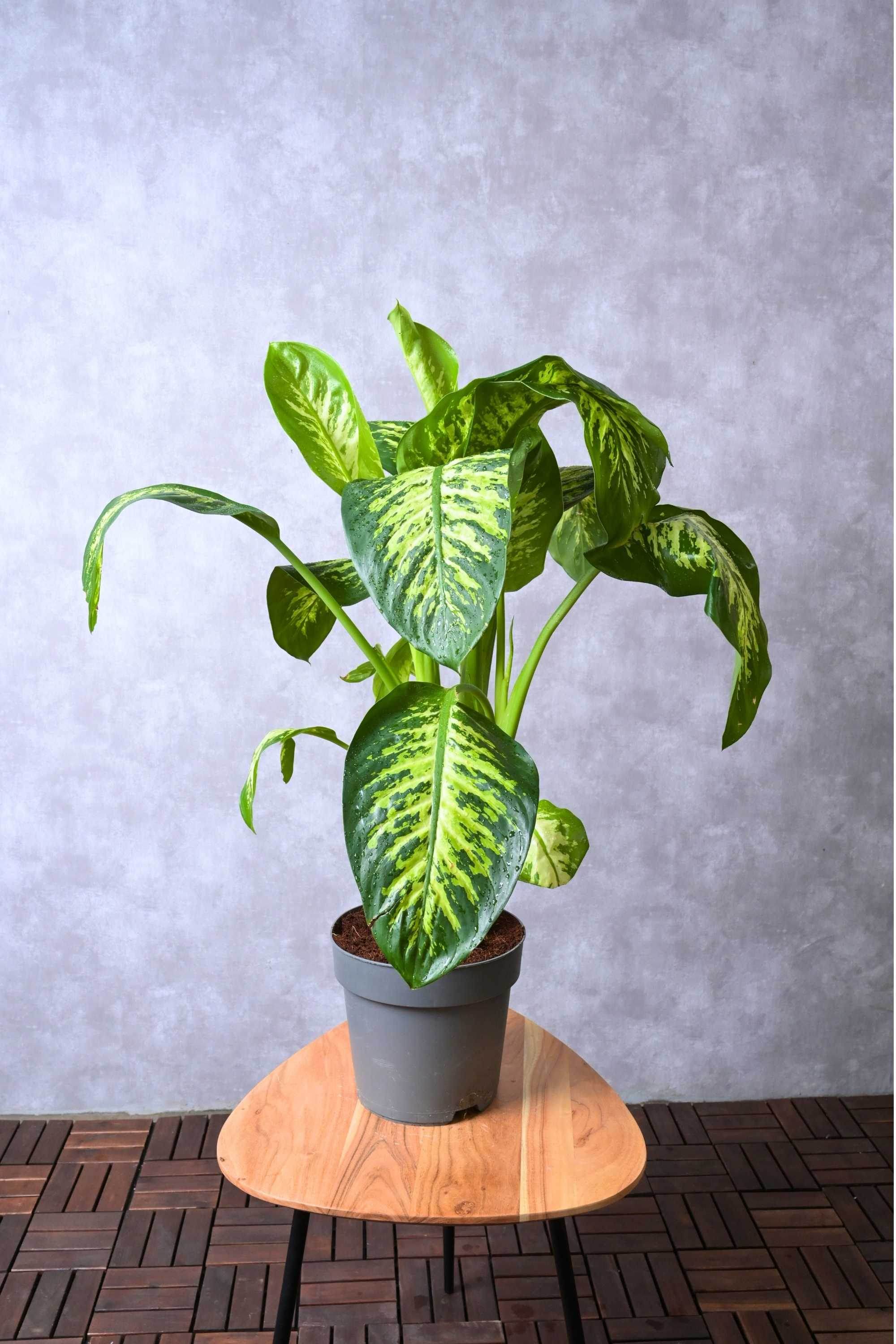 Indoor Plant Default Plastic Dieffenbachia 'Compacta' Dieffenbachia 'Compacta'