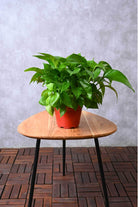 Indoor Plant Default Plastic Green Pothos Green Pothos