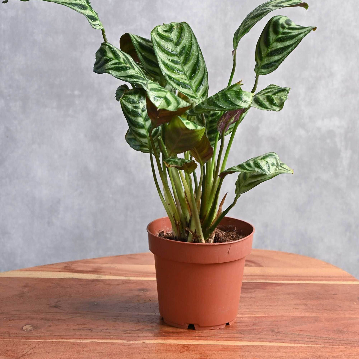 calathea indoor plant Grey Star Calathea – Adplants