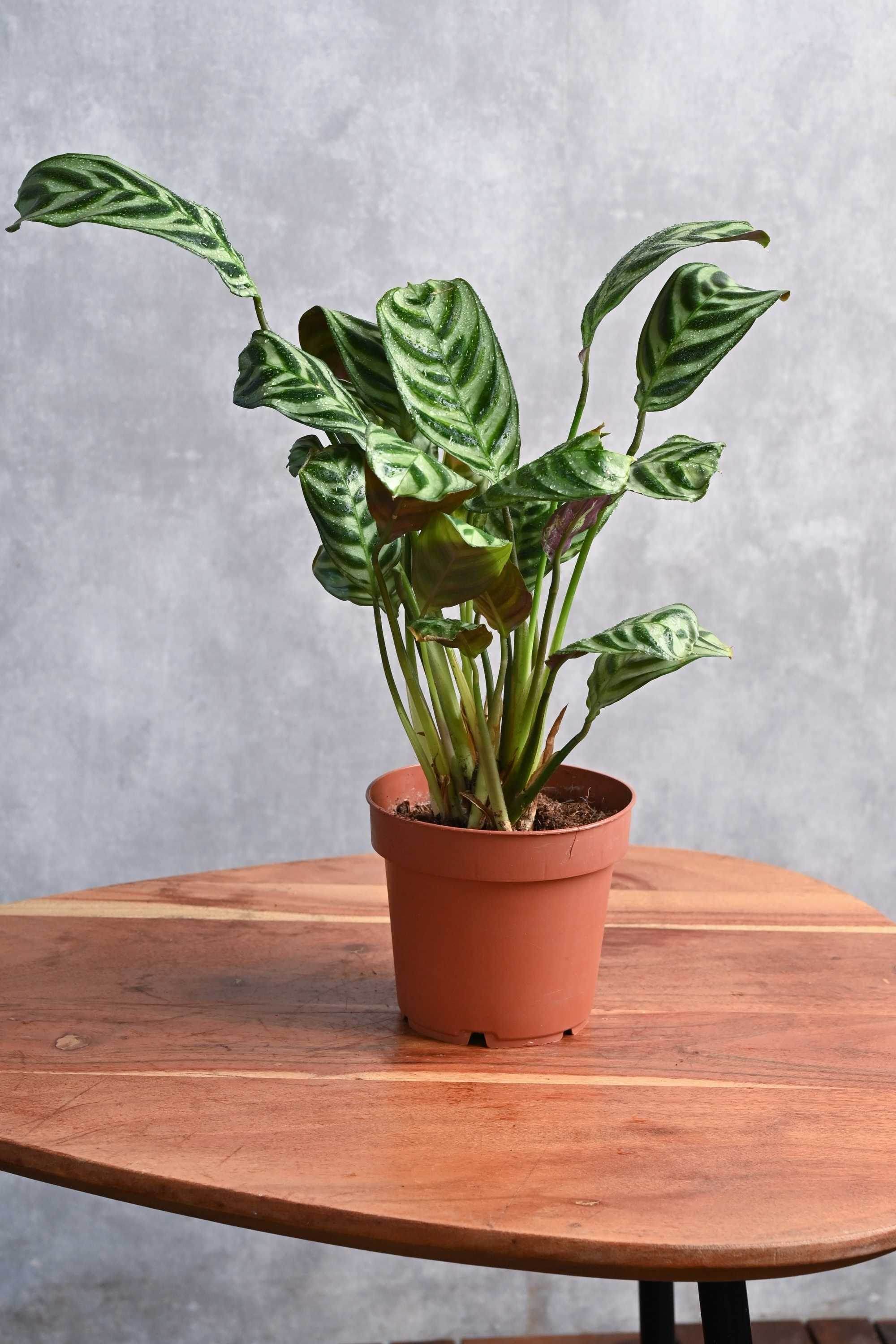 Indoor Plant Default Plastic Pot Grey Star Calathea Grey Star Calathea