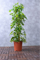 Indoor Plant Default Plastic Pot / Large 120 cms Schefflera arboricola Schefflera arboricola