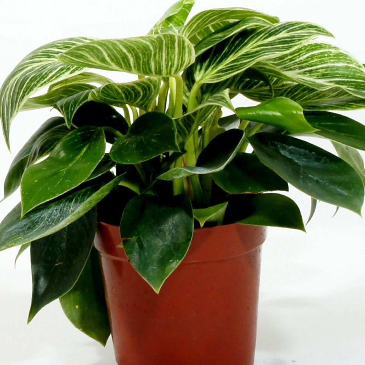 philodendron birkin height Philodendron 'Birkin' – Adplants