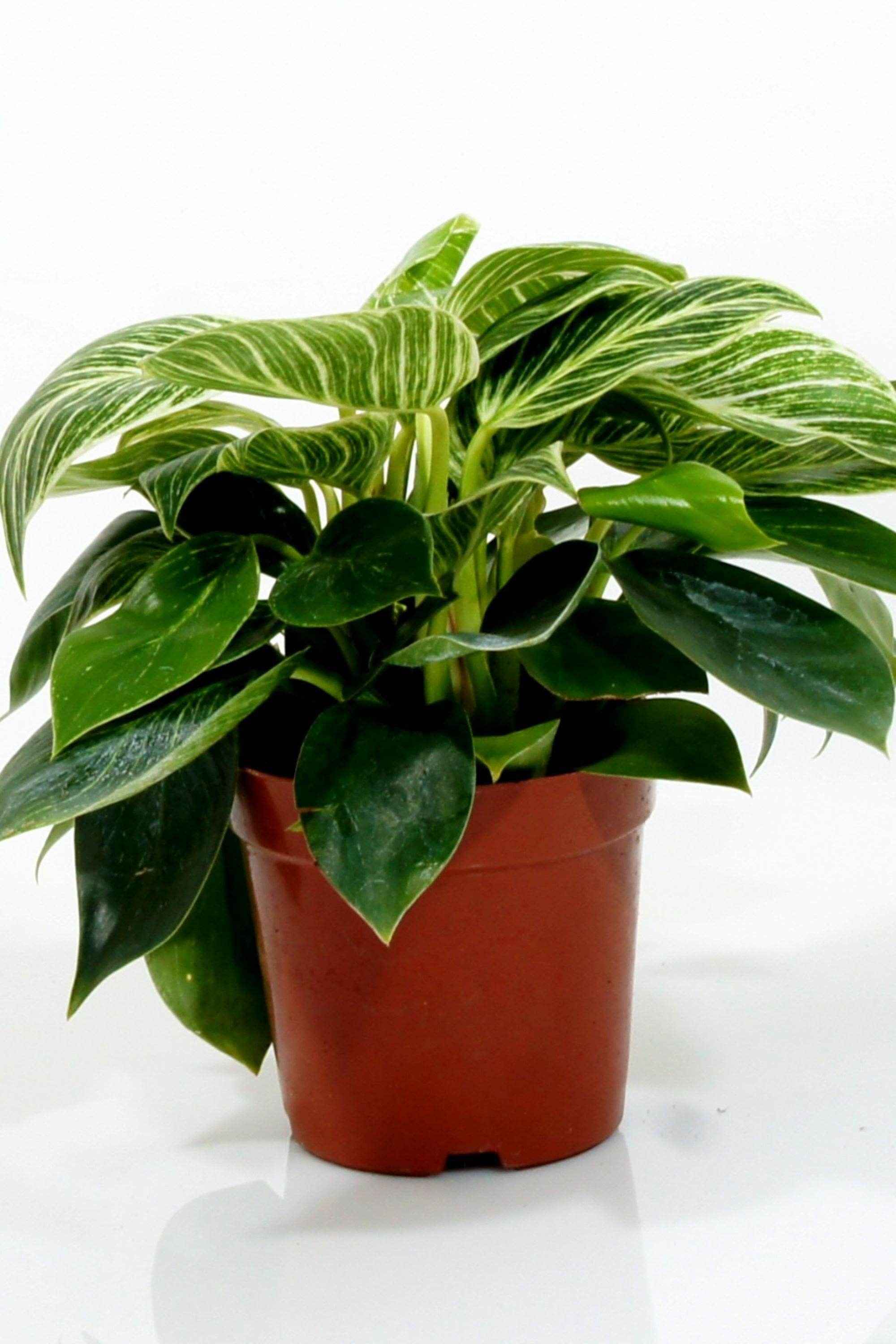Indoor Plant Default Plastic Pot / Medium 20-30 cms Philodendron 'Birkin' Philodendron 'Birkin'