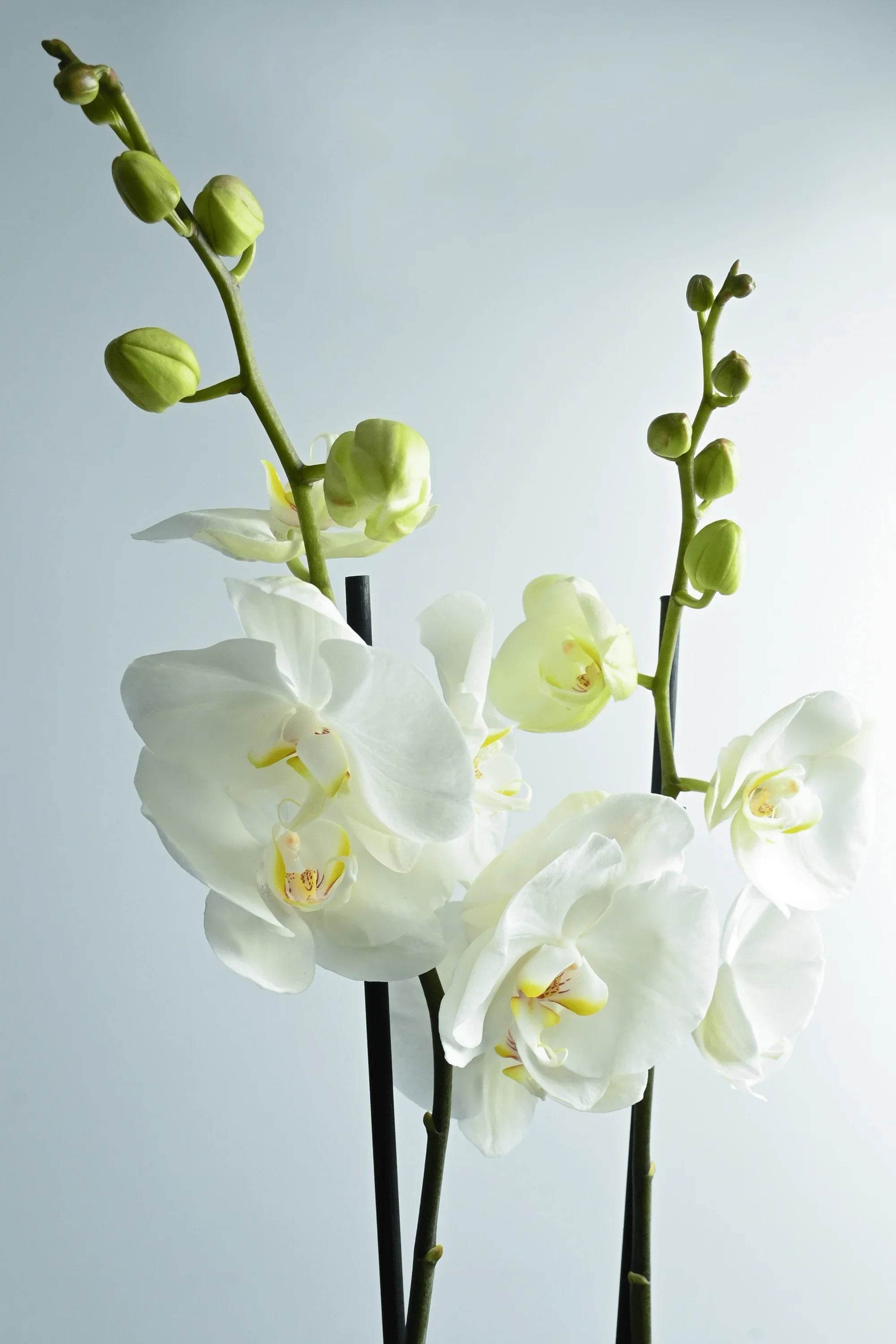 Indoor Plant Default Plastic Pot Phalaenopsis White - 2 Stem - Holland Orchid Phalaenopsis White - 2 Stem - Holland Orchid