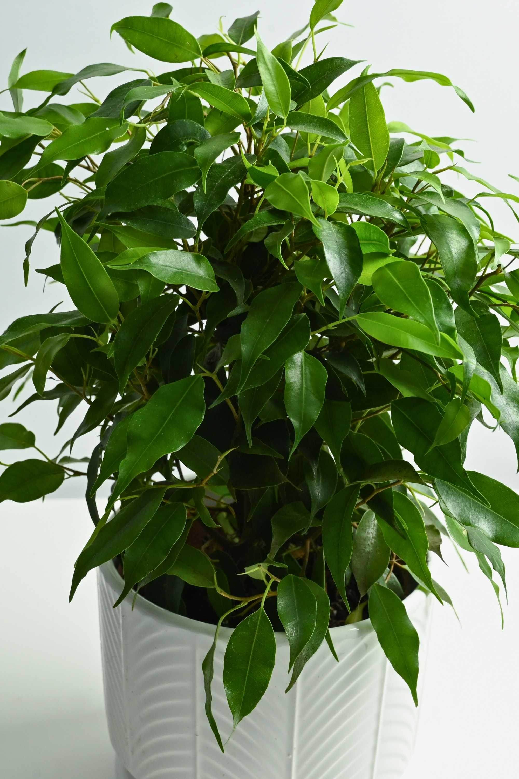 Indoor Plant Default Plastic Pot / Small 15-25 cms Weeping Fig Weeping Fig