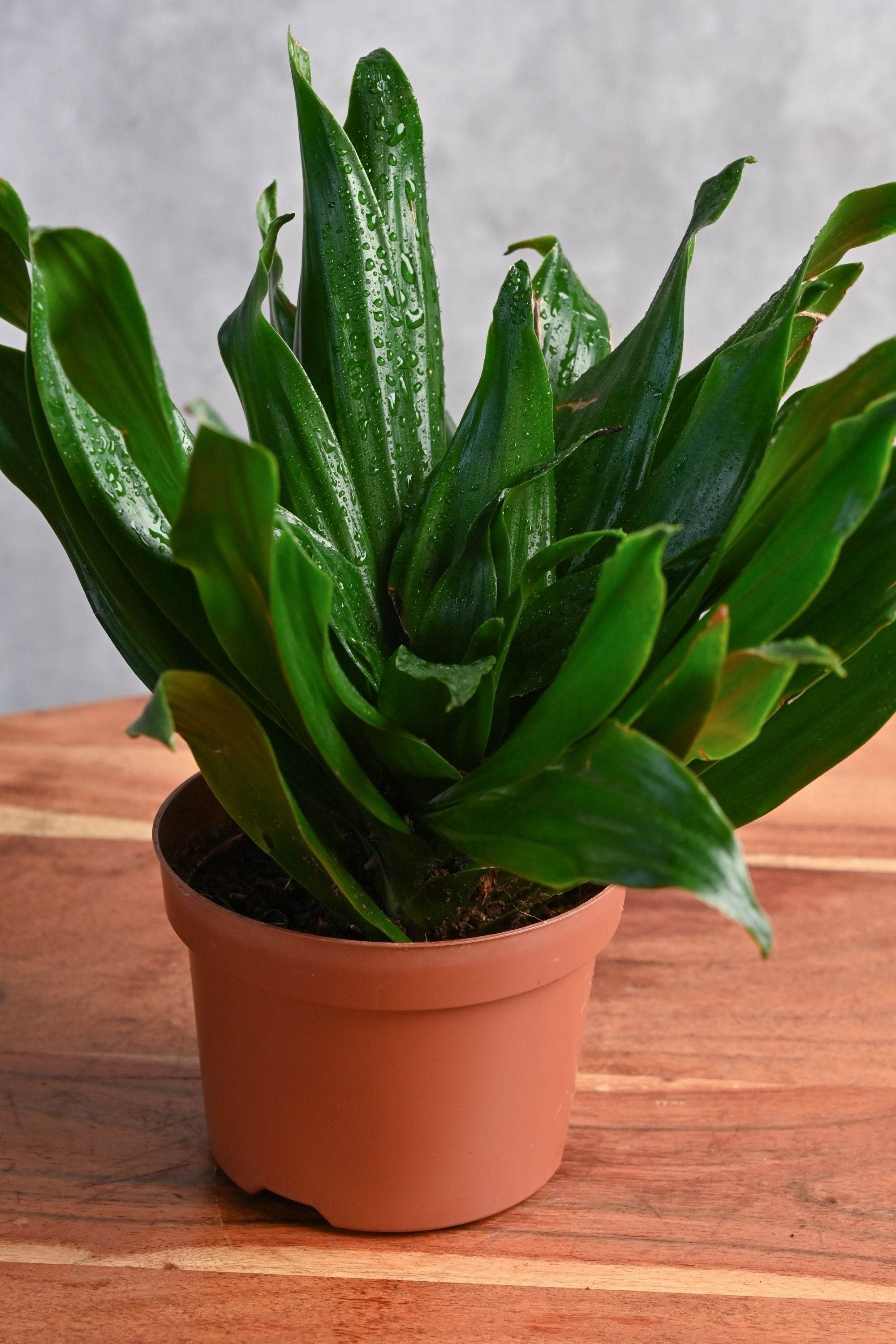 Indoor Plant Dracaena deremensis 'Compacta' Dracaena deremensis 'Compacta'