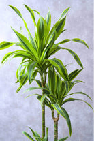 Indoor Plant Dracaena Fragrans Ulysses Dracaena Fragrans Ulysses