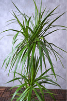 Indoor Plant Dracaena Marginata Dracaena Marginata