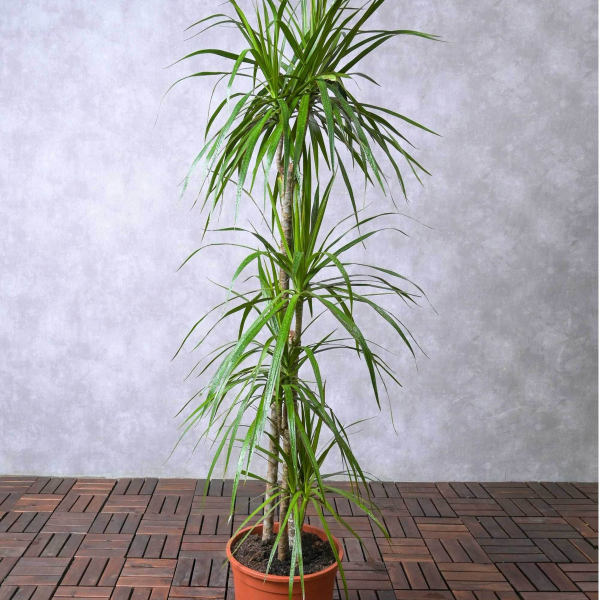 dracaena marginata height Dracaena Marginata – Adplants