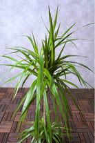 Indoor Plant Dracaena Marginata Dracaena Marginata