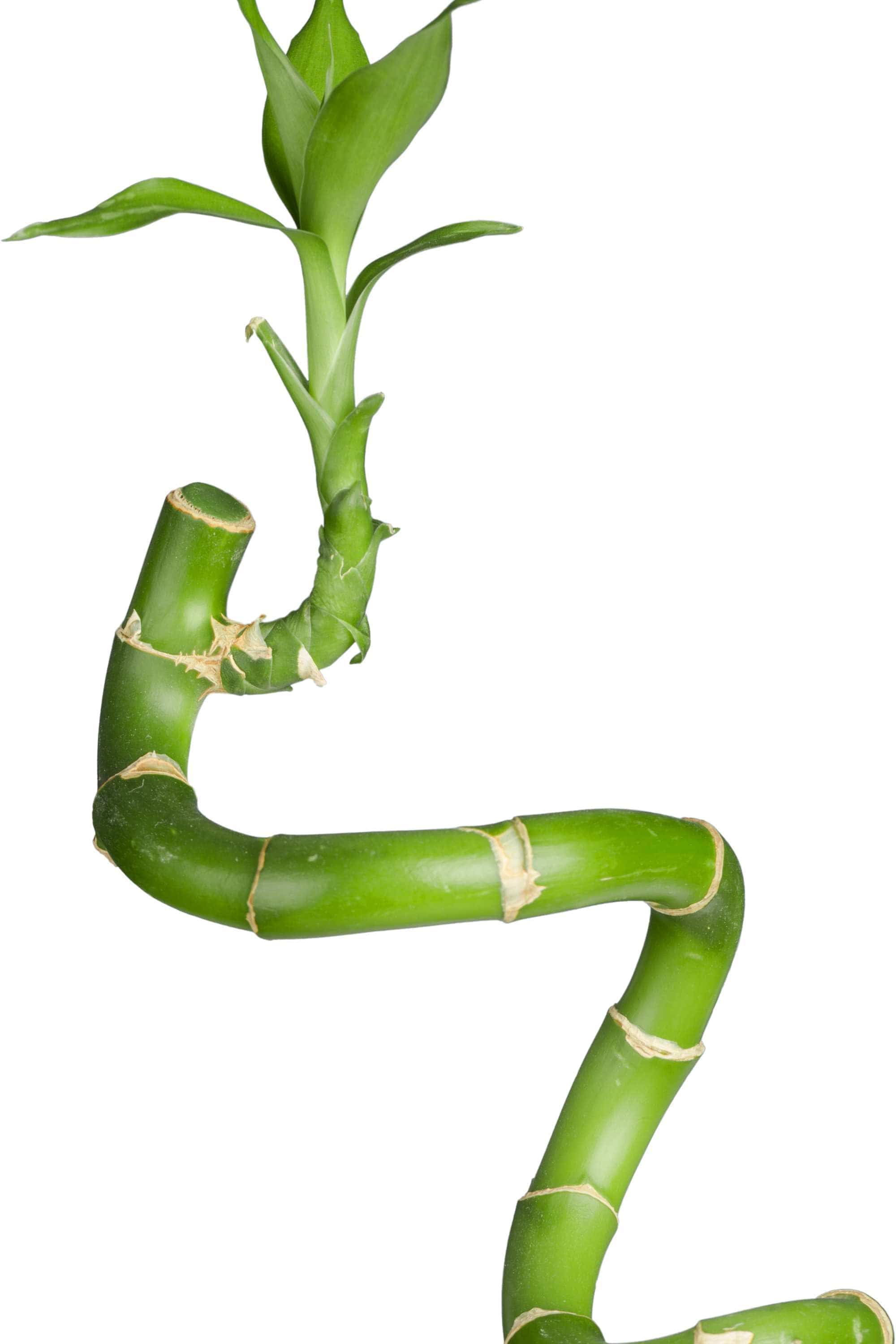 Indoor Plant Dracaena sanderiana Dracaena sanderiana