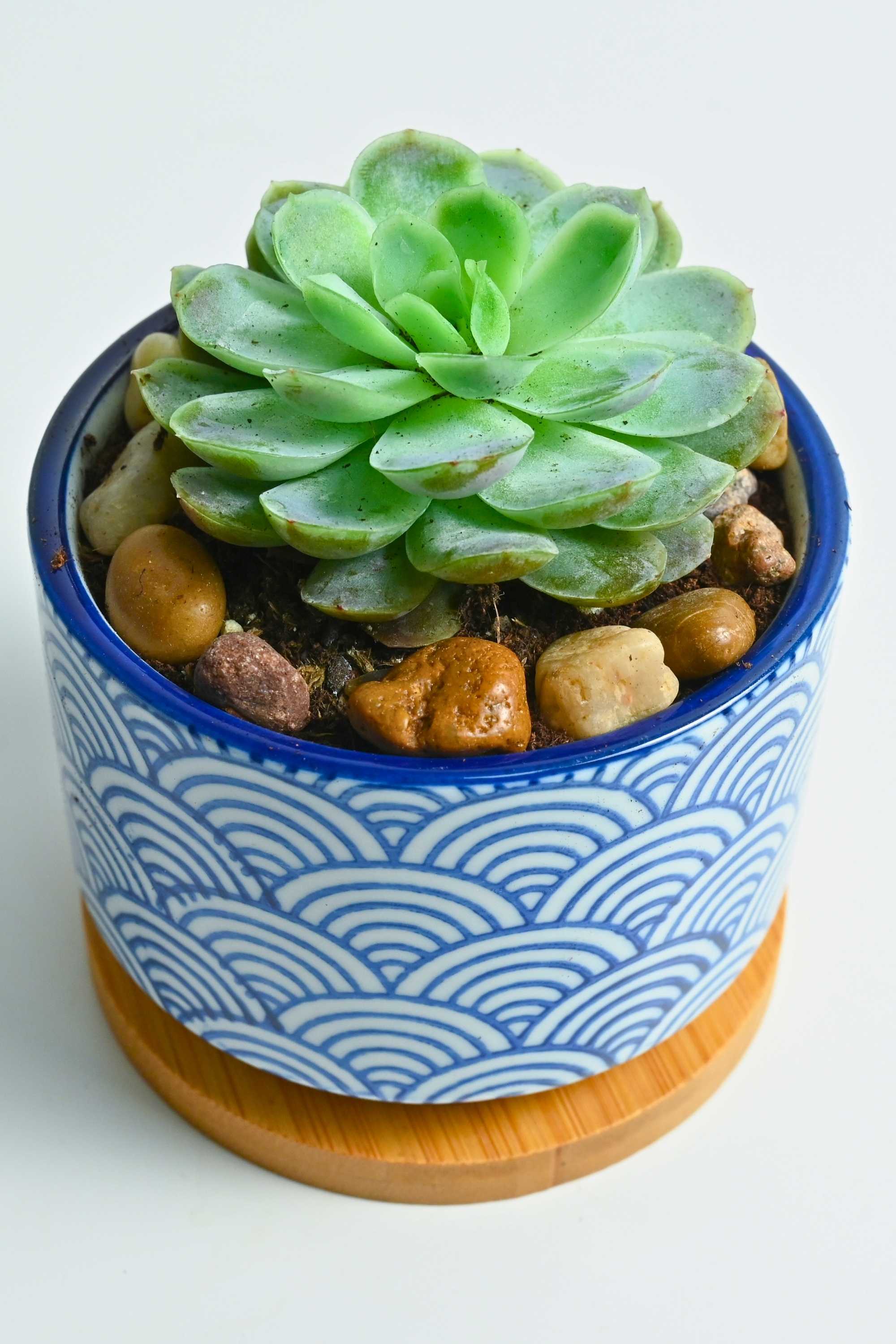 Indoor Plant Echeveria Elegans Small Table Top Succulent Echeveria Elegans Small Table Top Succulent
