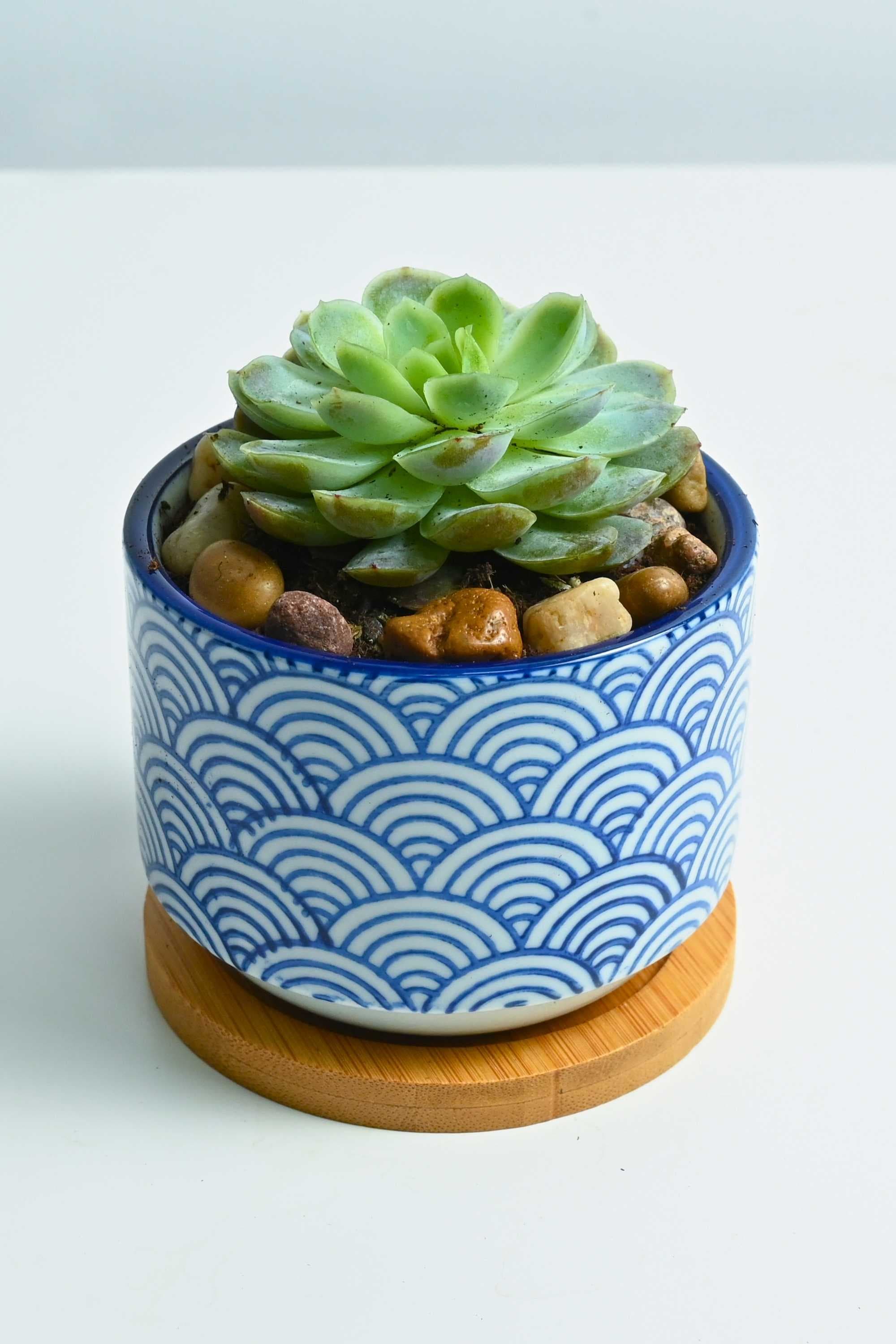 Indoor Plant Echeveria Elegans Small Table Top Succulent Echeveria Elegans Small Table Top Succulent