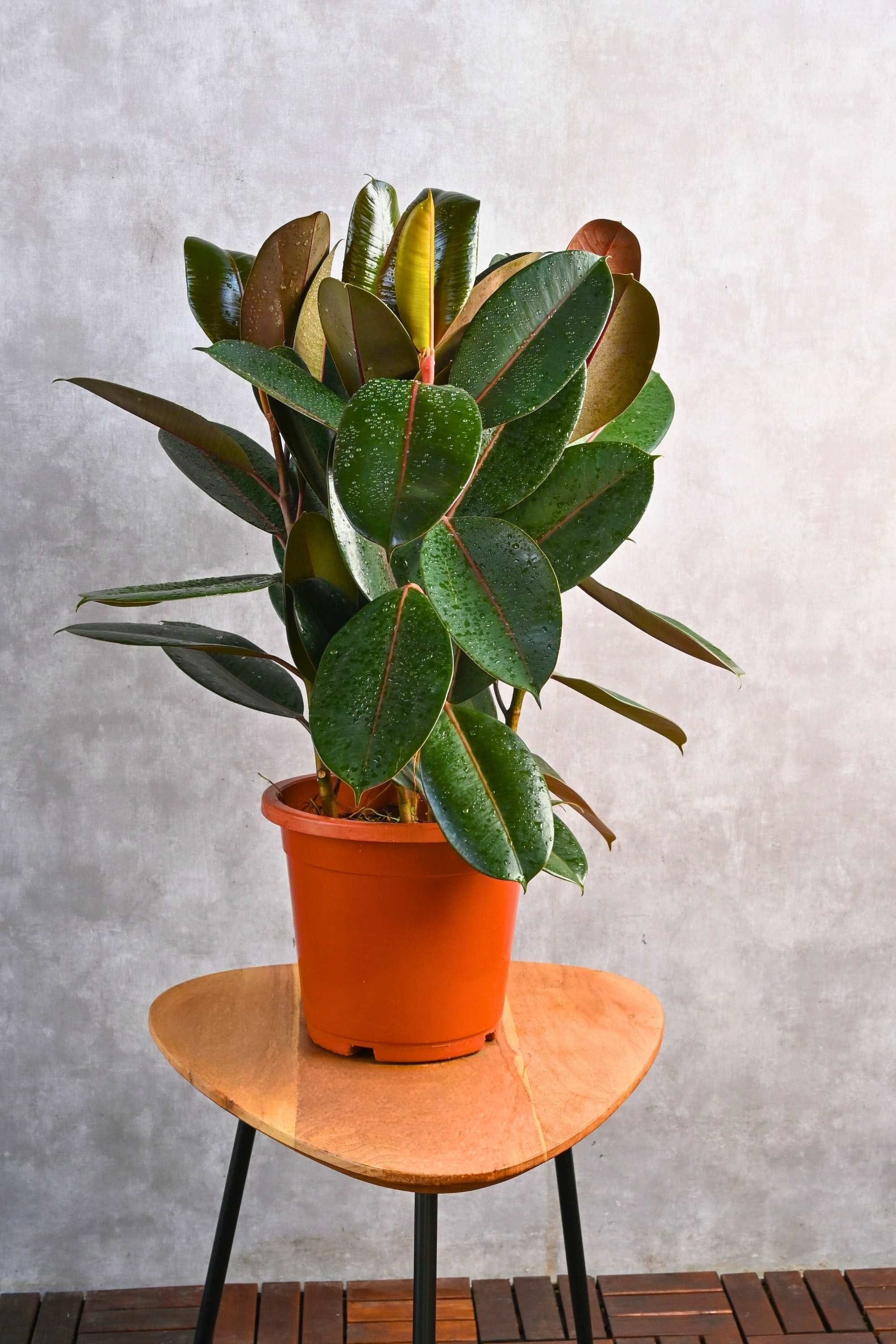 Indoor Plant Ficus elastica ‘Robusta’ Ficus elastica ‘Robusta’