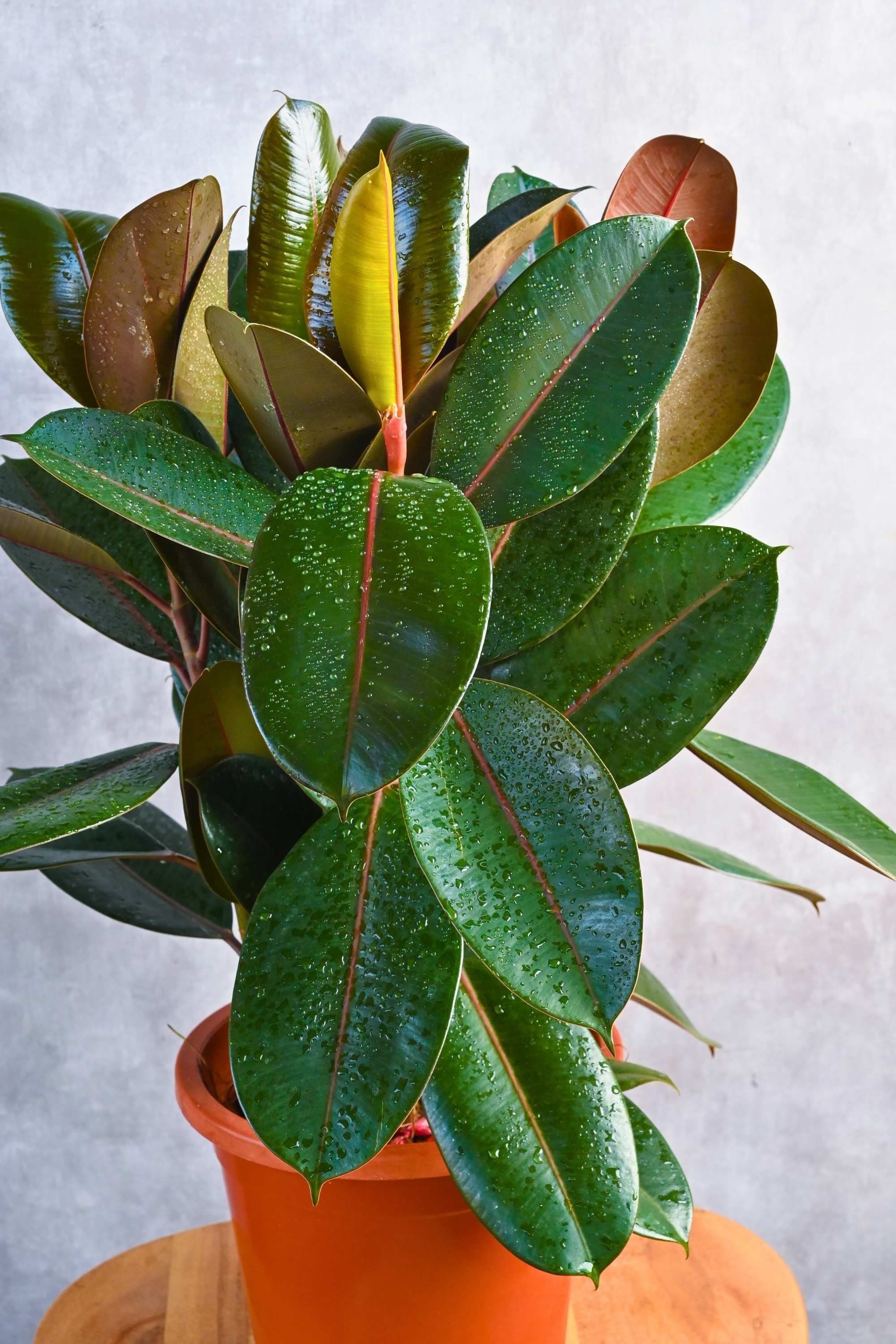 Indoor Plant Ficus elastica ‘Robusta’ Ficus elastica ‘Robusta’