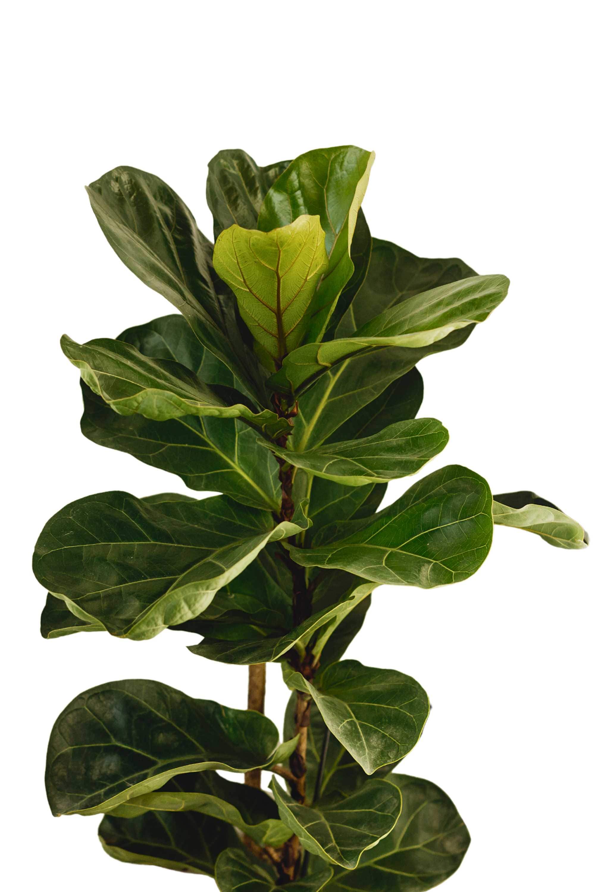Indoor Plant Ficus lyrata Ficus lyrata