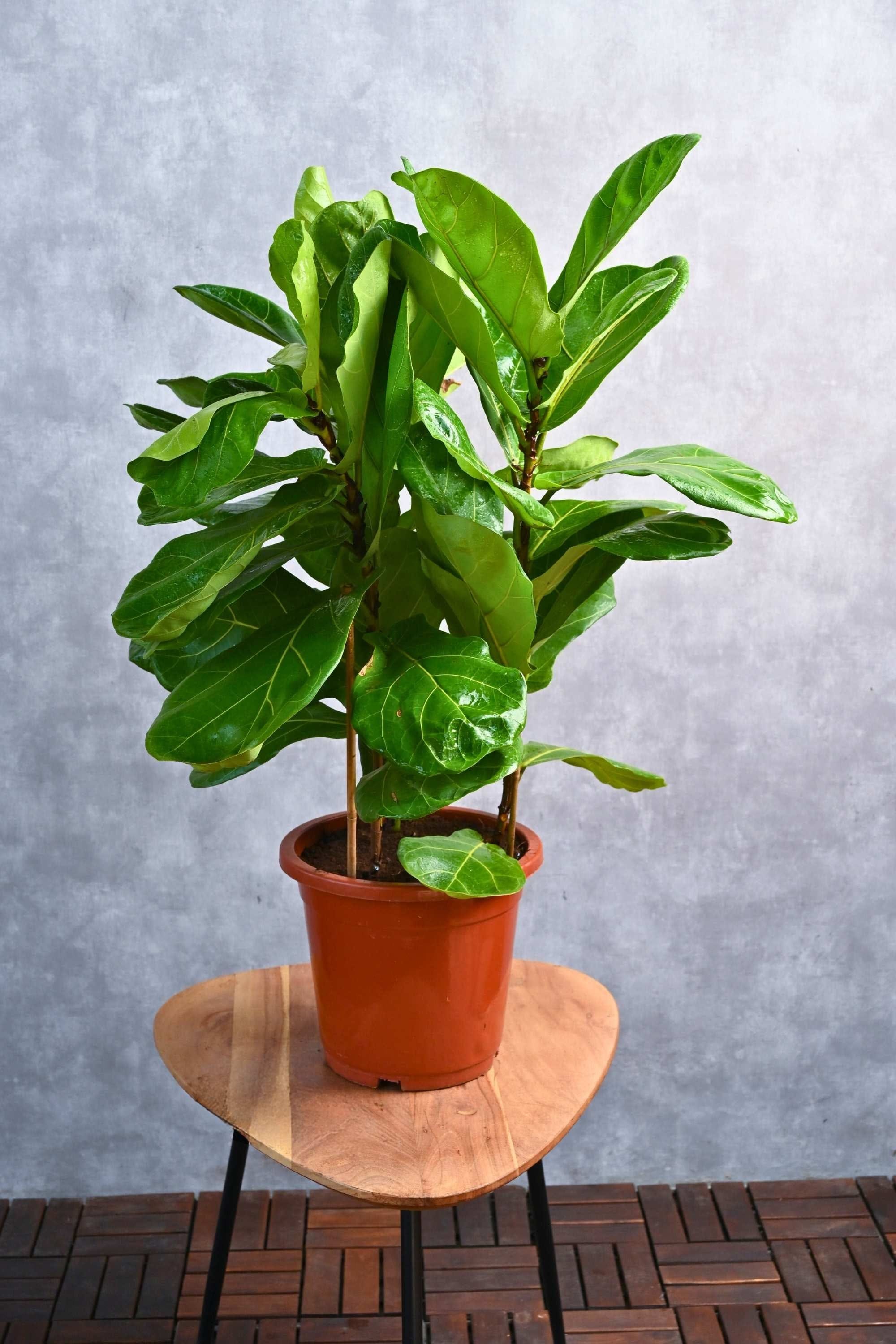 Indoor Plant Ficus lyrata Ficus lyrata