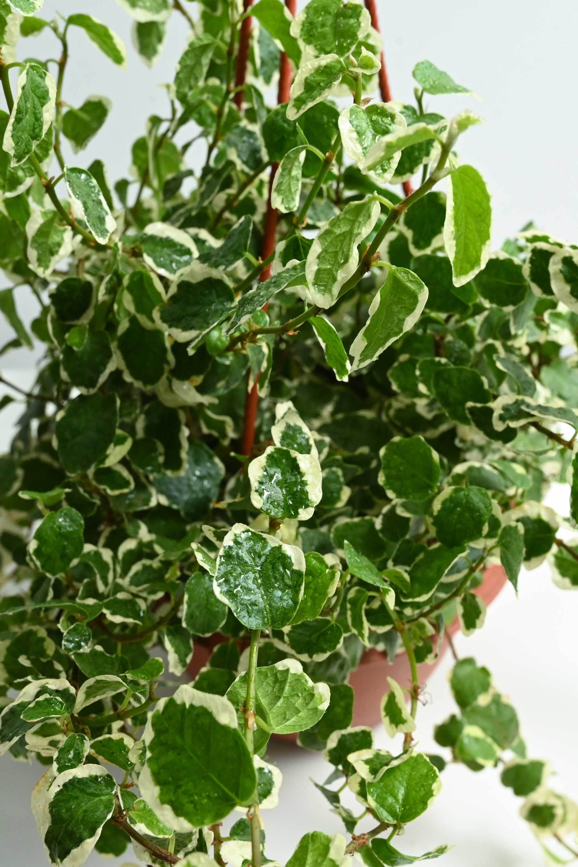 Indoor Plant Ficus Pumila Ficus Pumila