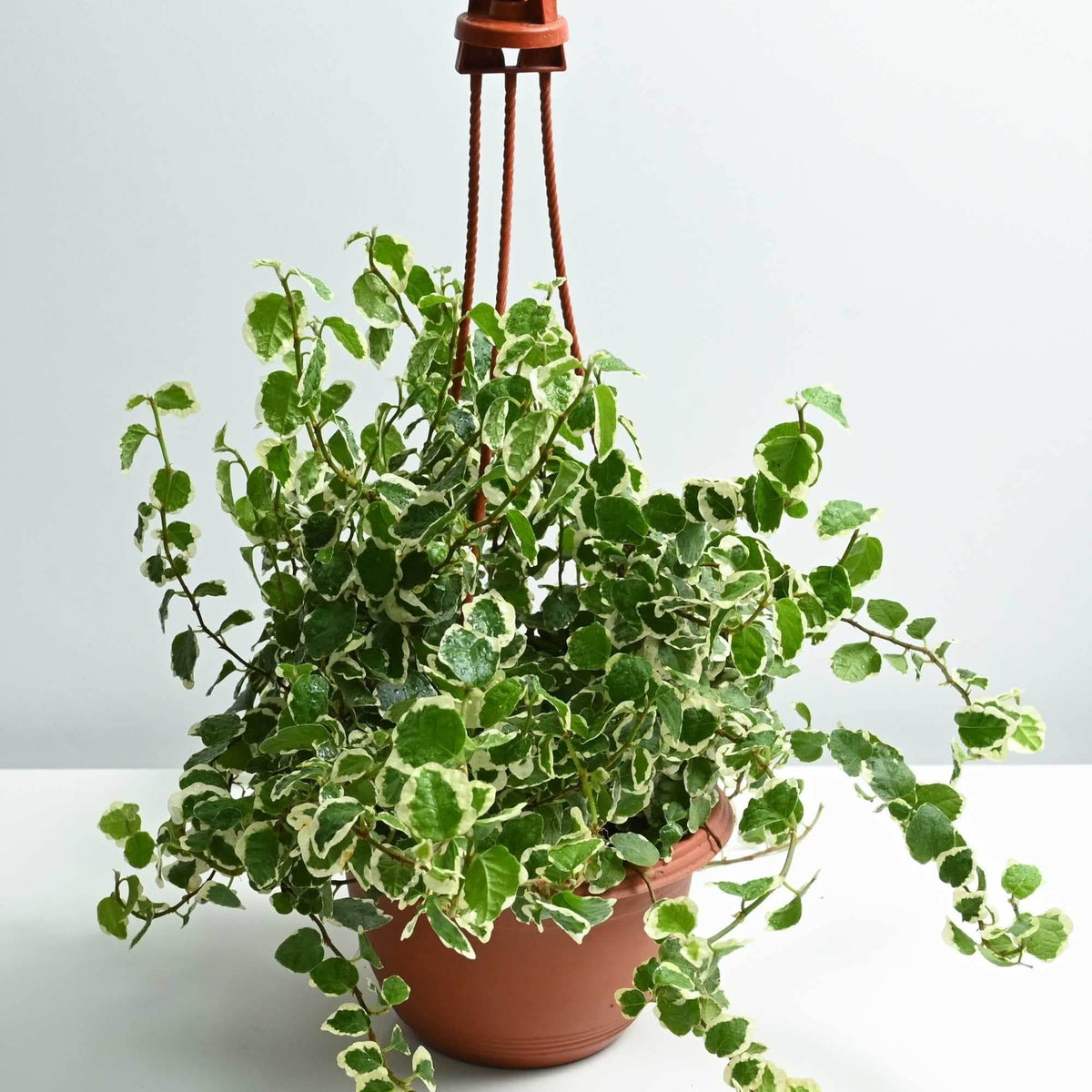 Ficus Pumila – Adplants
