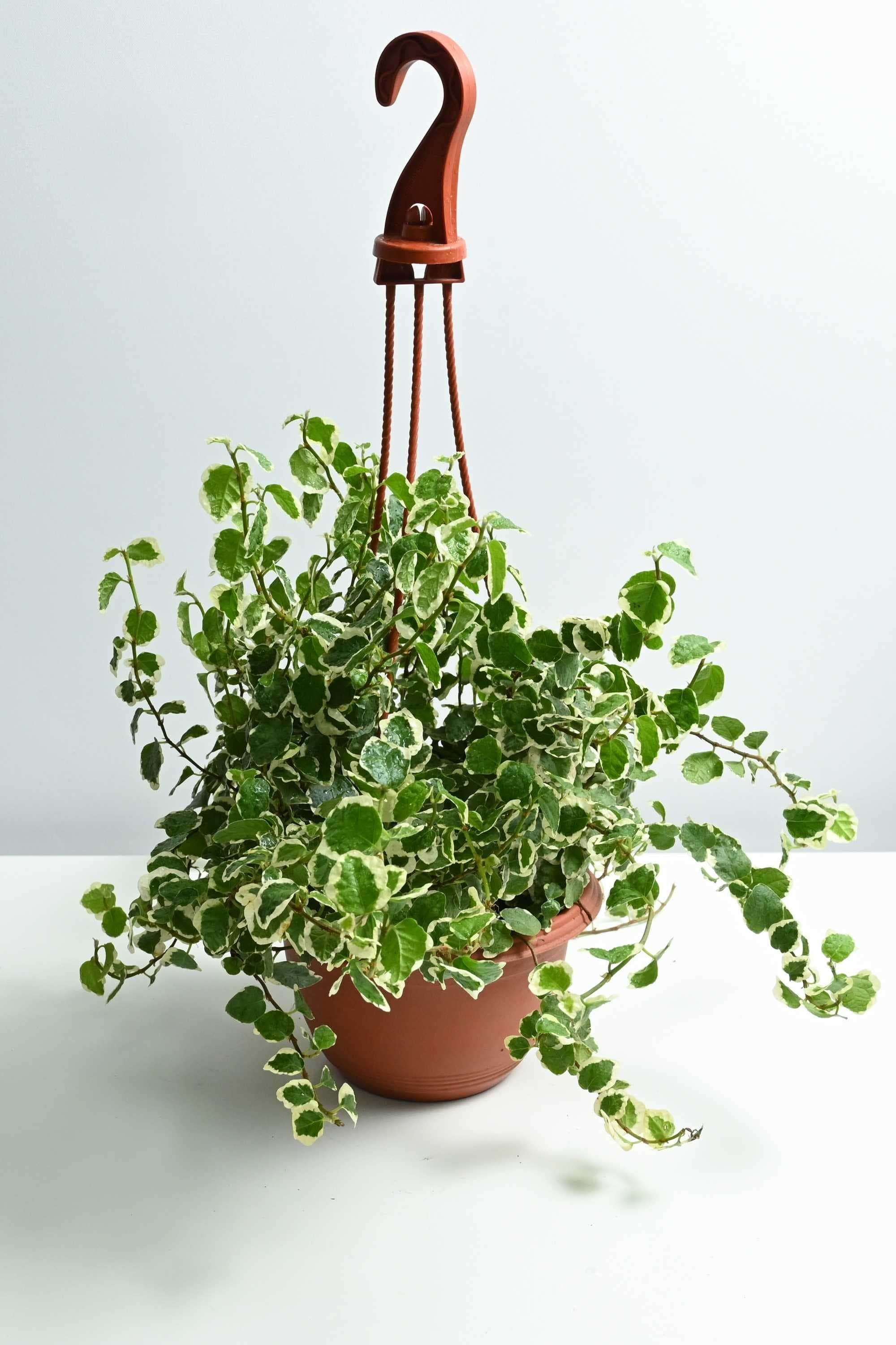 Indoor Plant Ficus Pumila Ficus Pumila