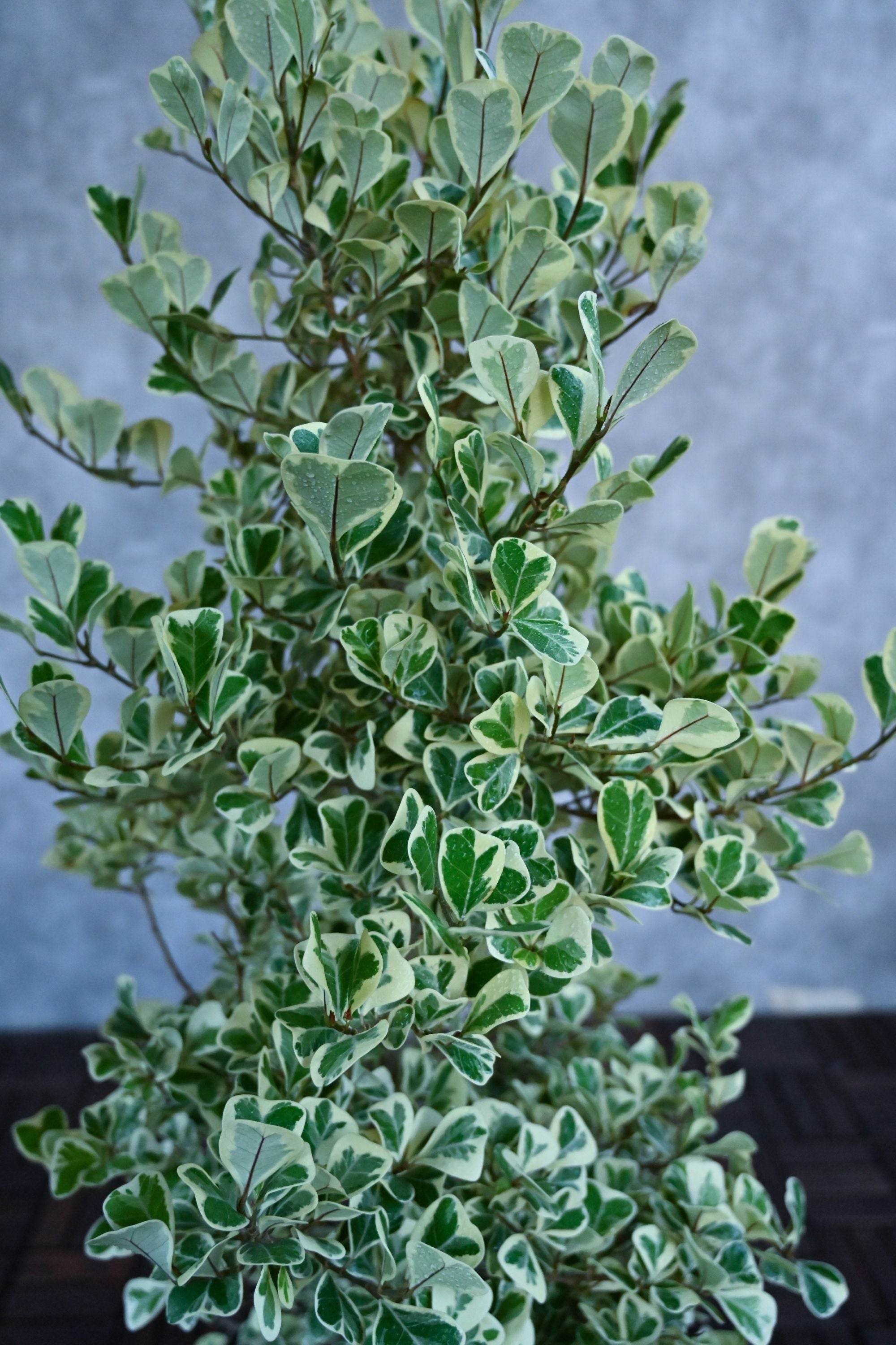 Indoor Plant Ficus triangularis variegated Ficus triangularis variegated