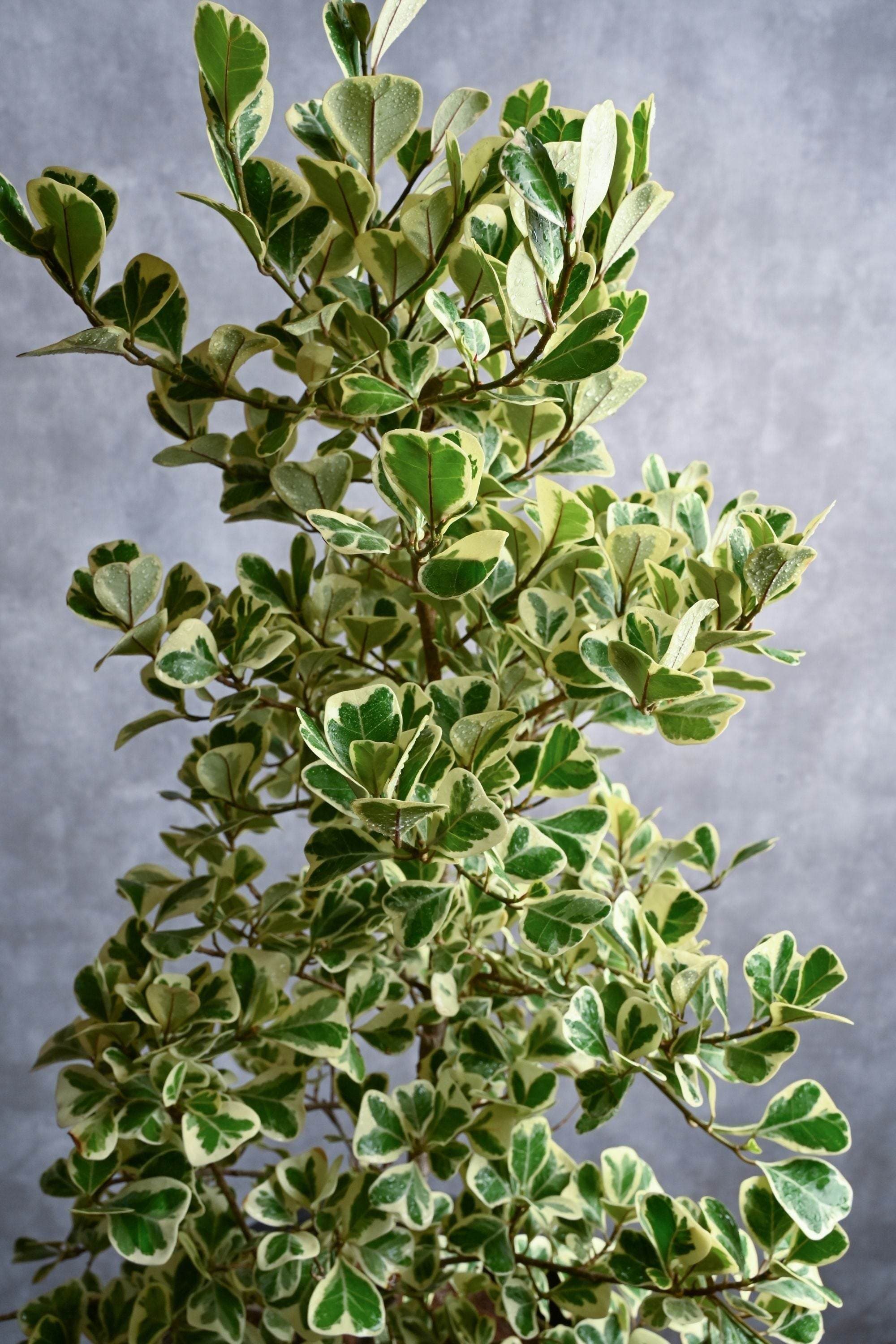 Indoor Plant Ficus triangularis variegated Ficus triangularis variegated