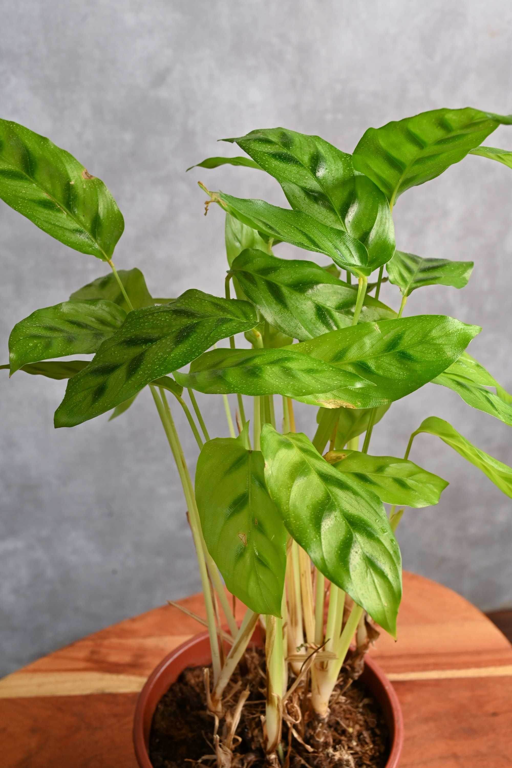 Indoor Plant Freddie Calathea Freddie Calathea