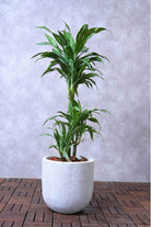 Indoor Plant GRC Pot / 100-120 cms Dracaena Warneckii Dracaena Warneckii