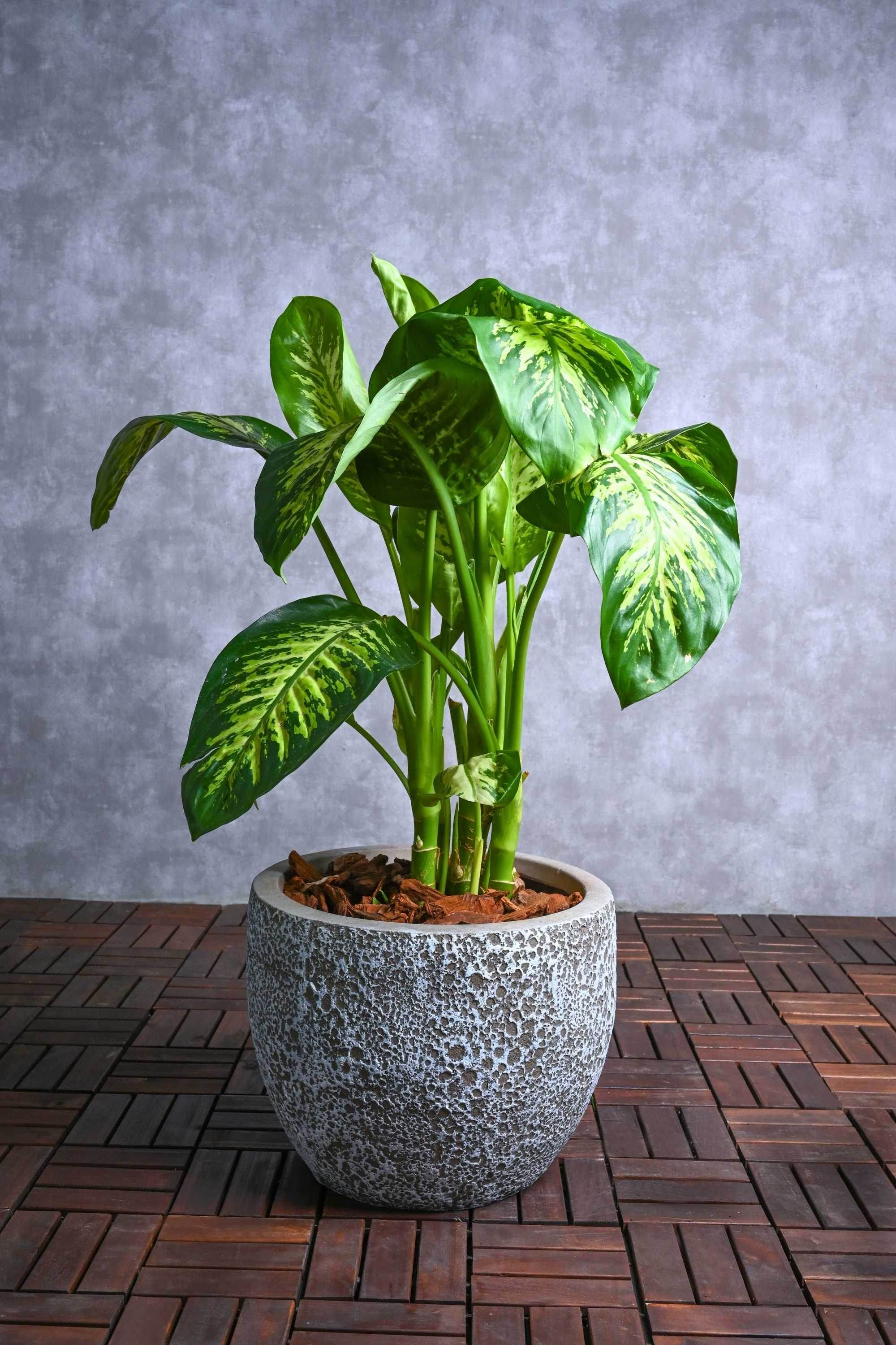 Indoor Plant GRC Pot Dieffenbachia 'Compacta' Dieffenbachia 'Compacta'