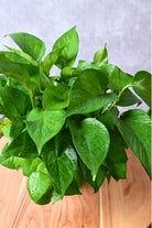 Indoor Plant Green Pothos Green Pothos