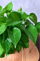 Indoor Plant Green Pothos Green Pothos