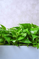 Indoor Plant Green Pothos Green Pothos