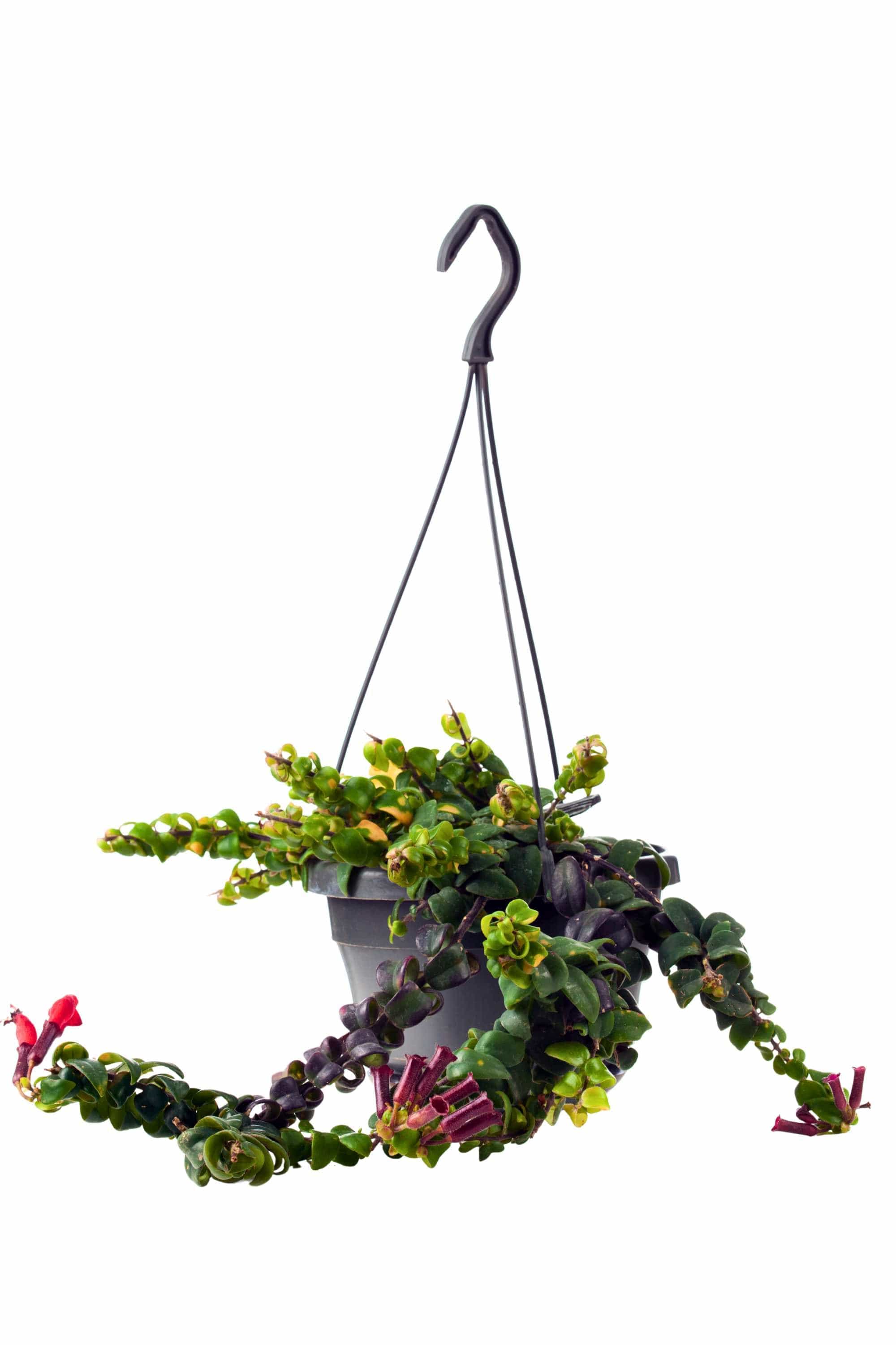 Indoor Plant Hanging pot Aeschynanthus radicans Aeschynanthus radicans