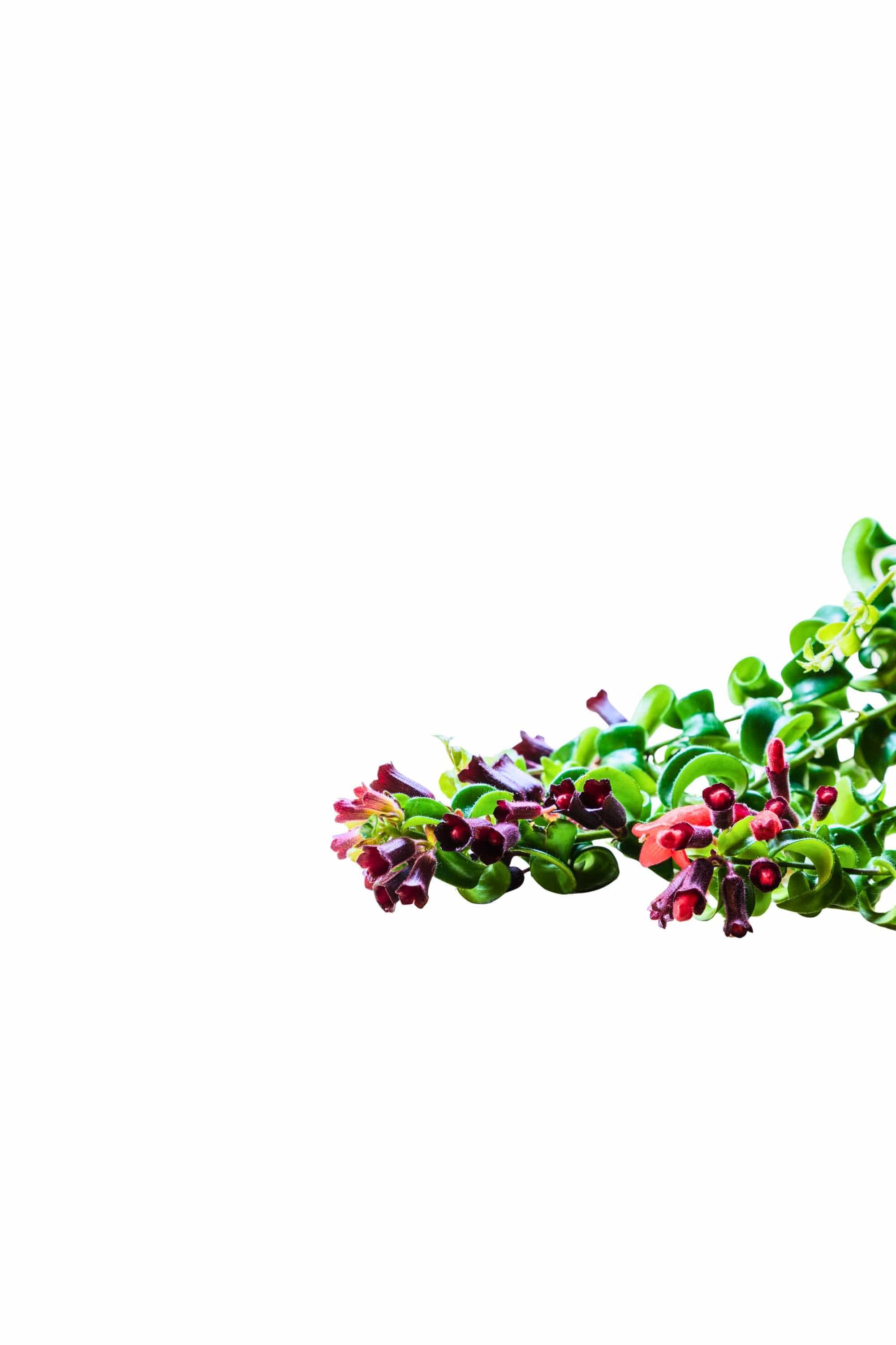 Indoor Plant Hanging pot Aeschynanthus radicans Aeschynanthus radicans